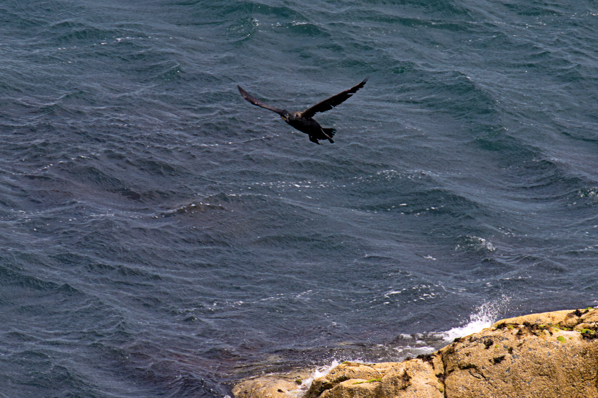 Atlantic Great Cormorant flying and landing at Tantallon Castle 04 July 2026