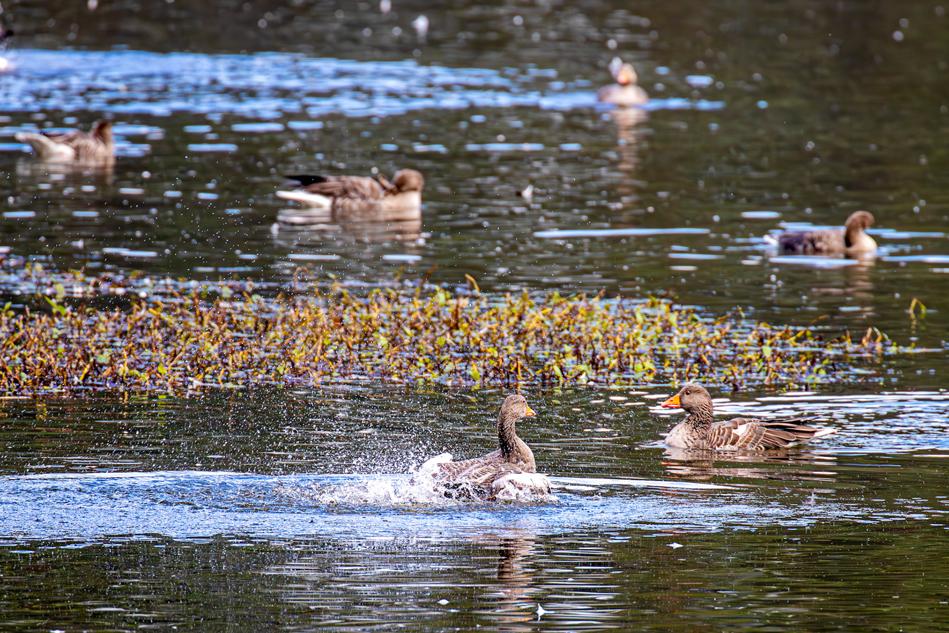 Greylag Geese at Beecraigs 24 September 2024