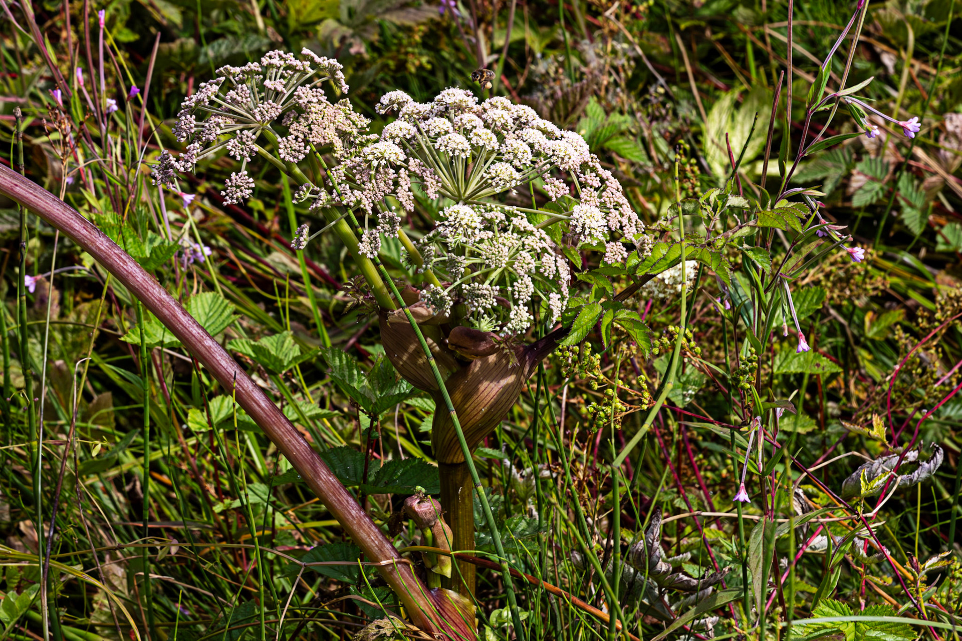RSPB Loch Lomond 03 August 2024