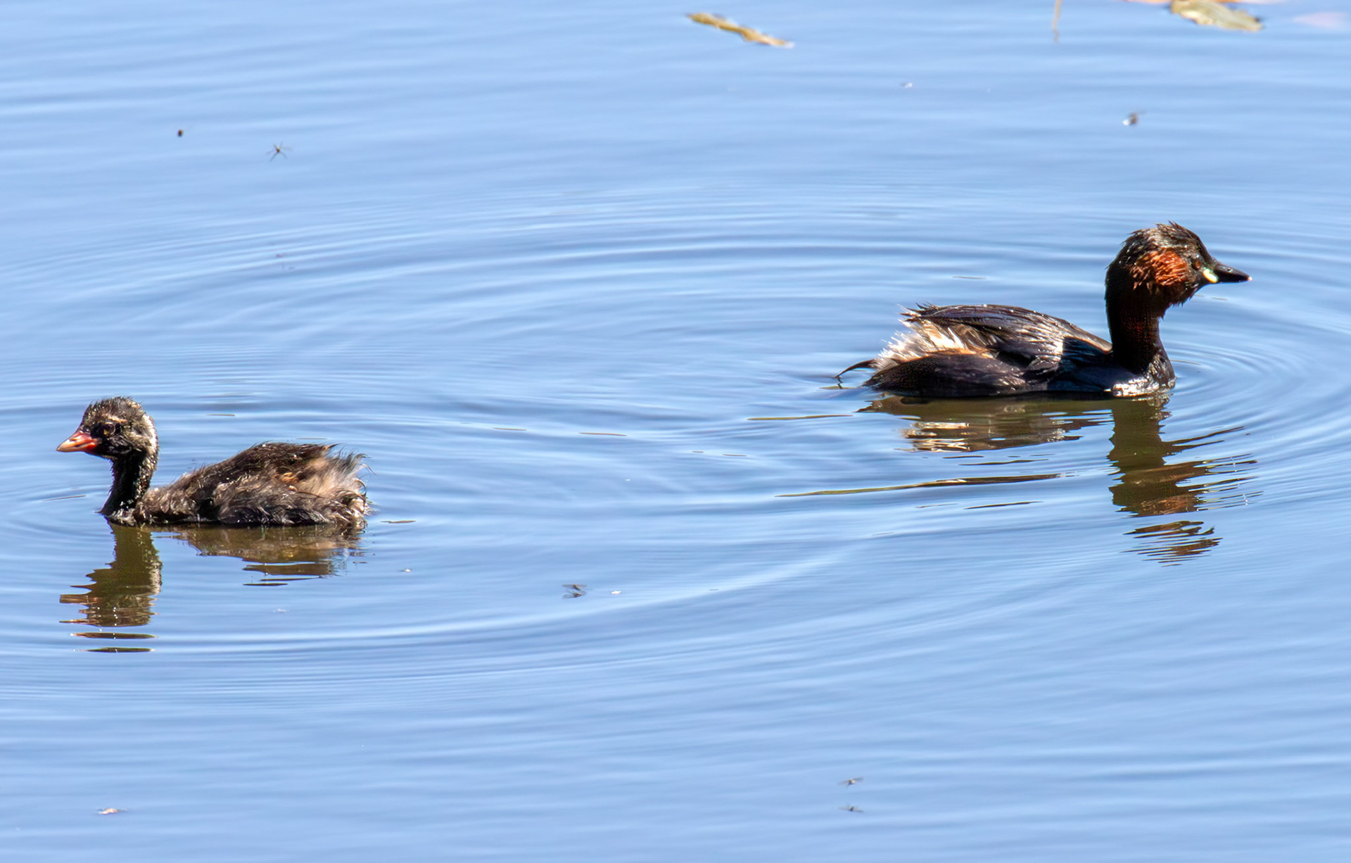 Adult Little Grebe with Chick at Bavelaw 21 May 2025