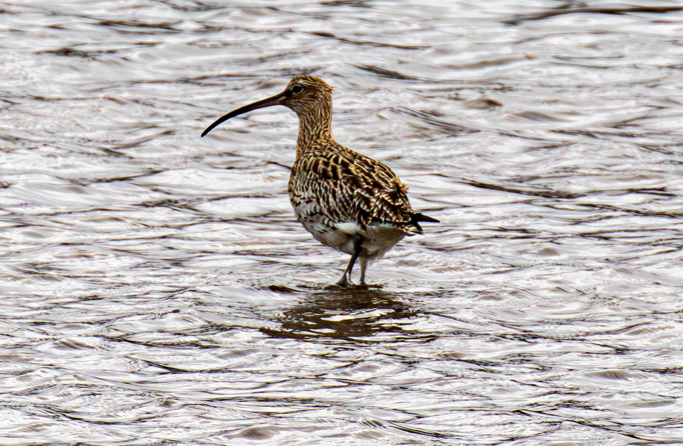Curlew: West Loch Tarbert 03 March 2025