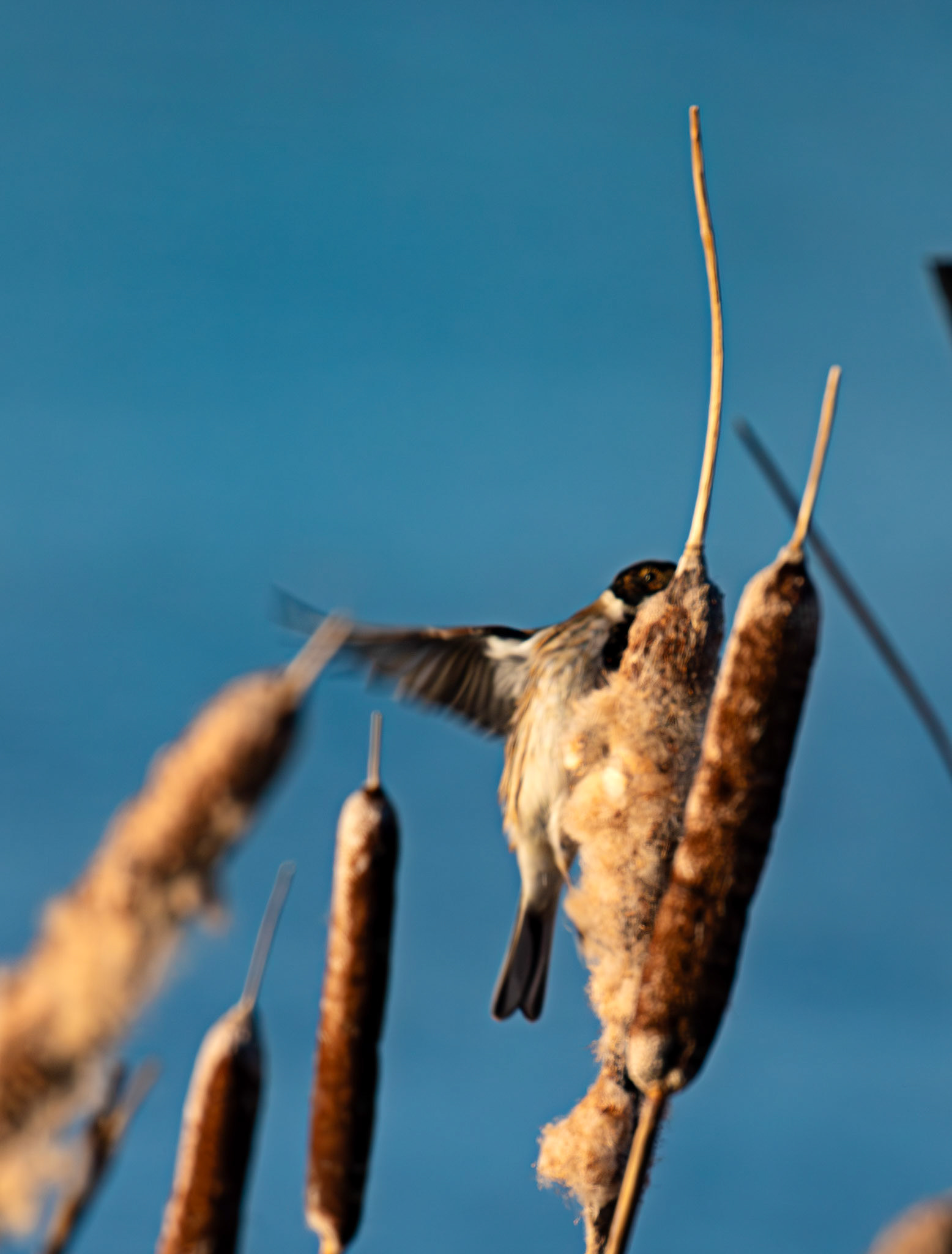 Reed Bunting on Reeds at Letham Pools 08 January 2025