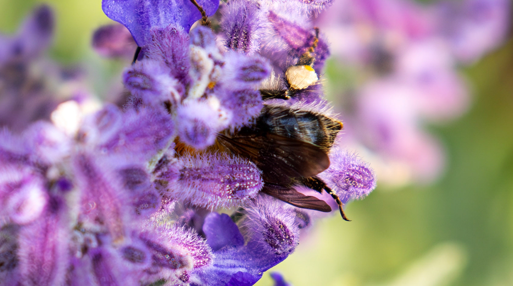 Common Carder Bumblebee (Bombus pascuorum) Slough 05 August 2025