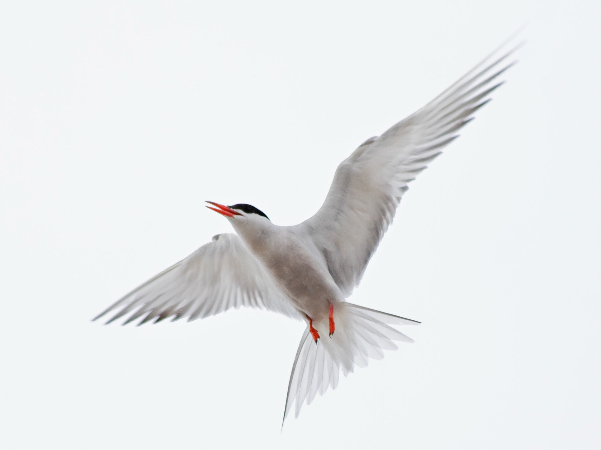 MontrosePlease see my other Photographs at: www.jamespdeans.co.uk