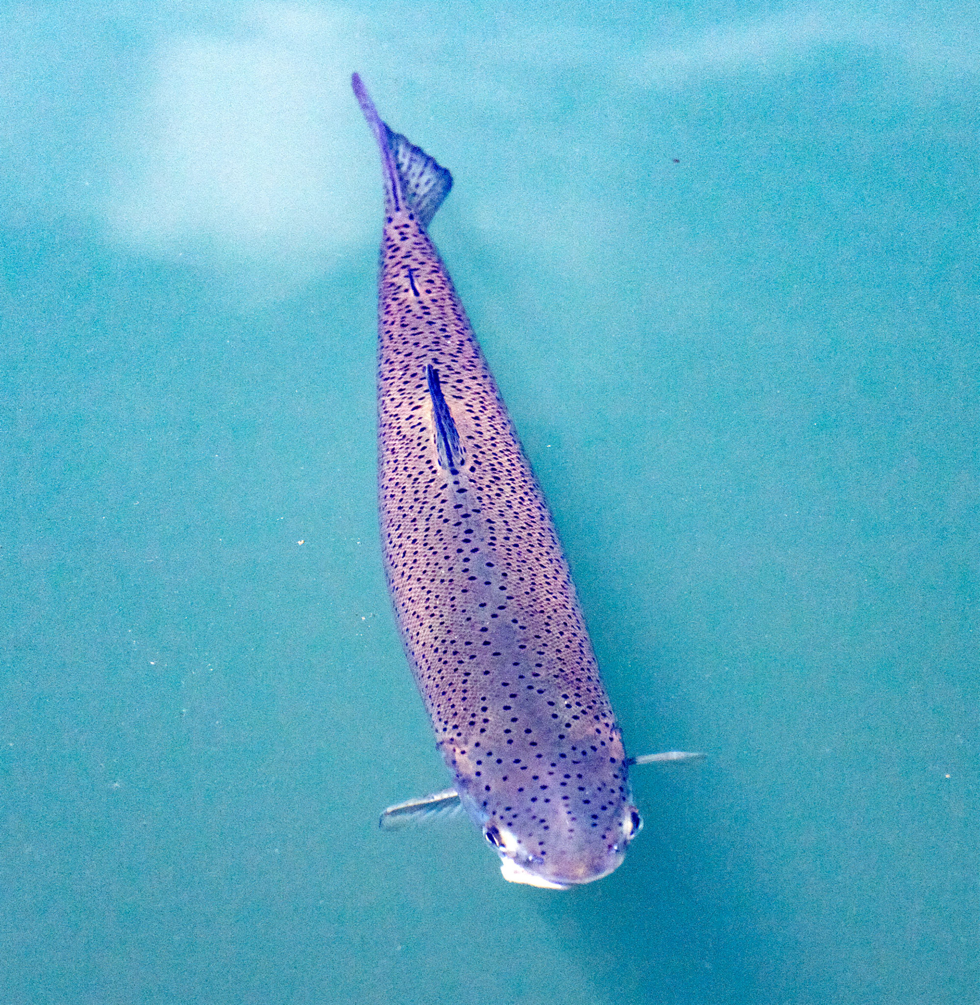 Kinross Fishery 11 May 2024