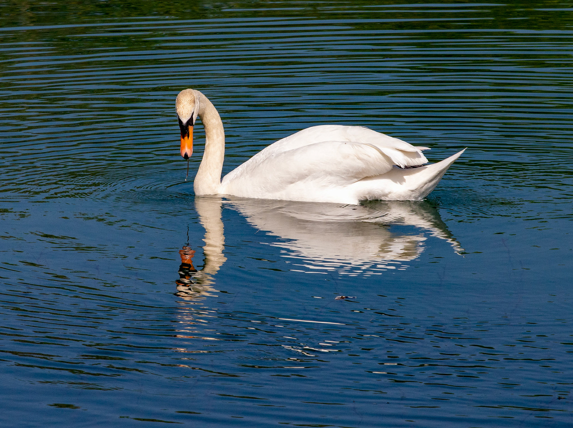 Kinross Fishery 11 May 2024