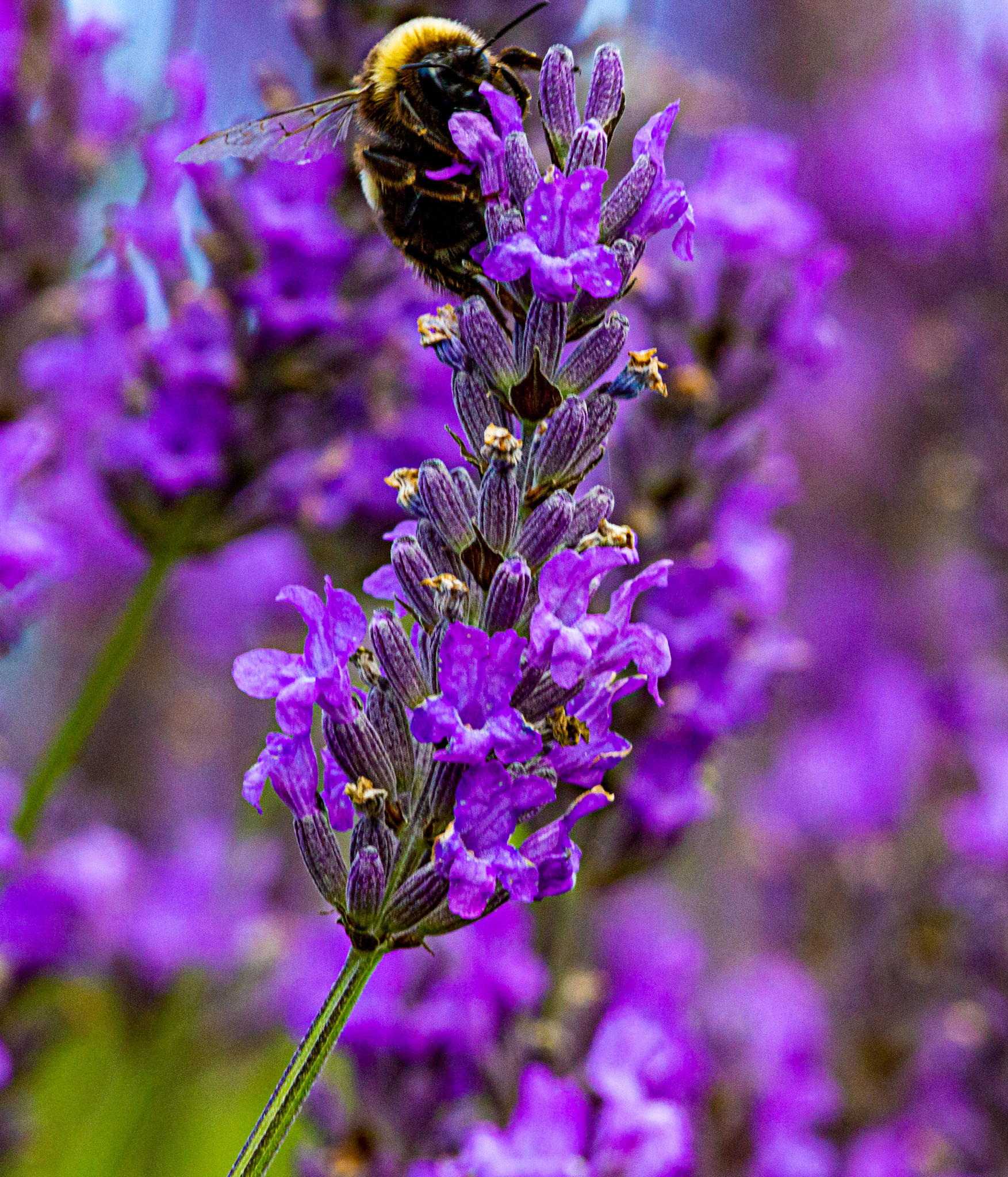 I spent an amazing few hours at Scottish Lavender Oils. They are so dedicated to nature and not to profit!