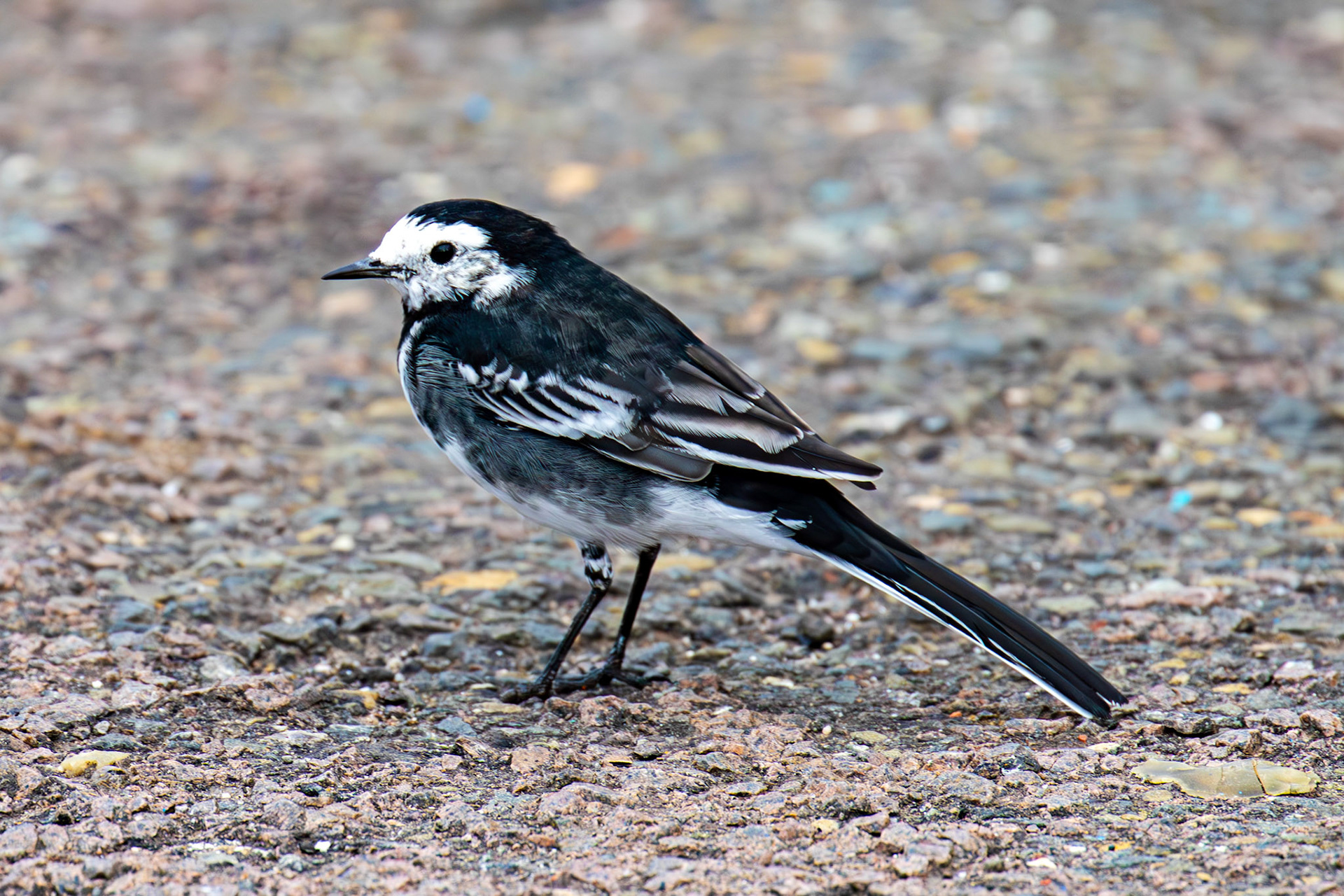 Pied Wagtail - Dunbar 14 Sept 2024