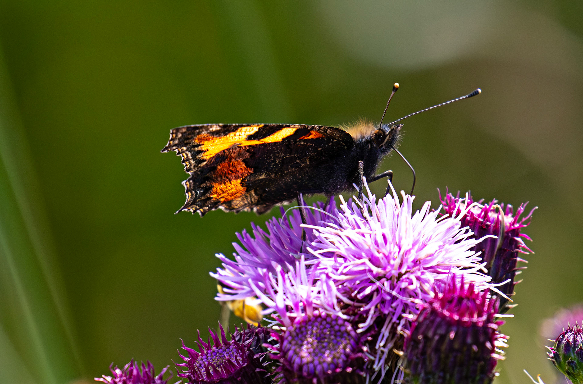 Small Tortoiseshell - Harperrig 08 July 2025