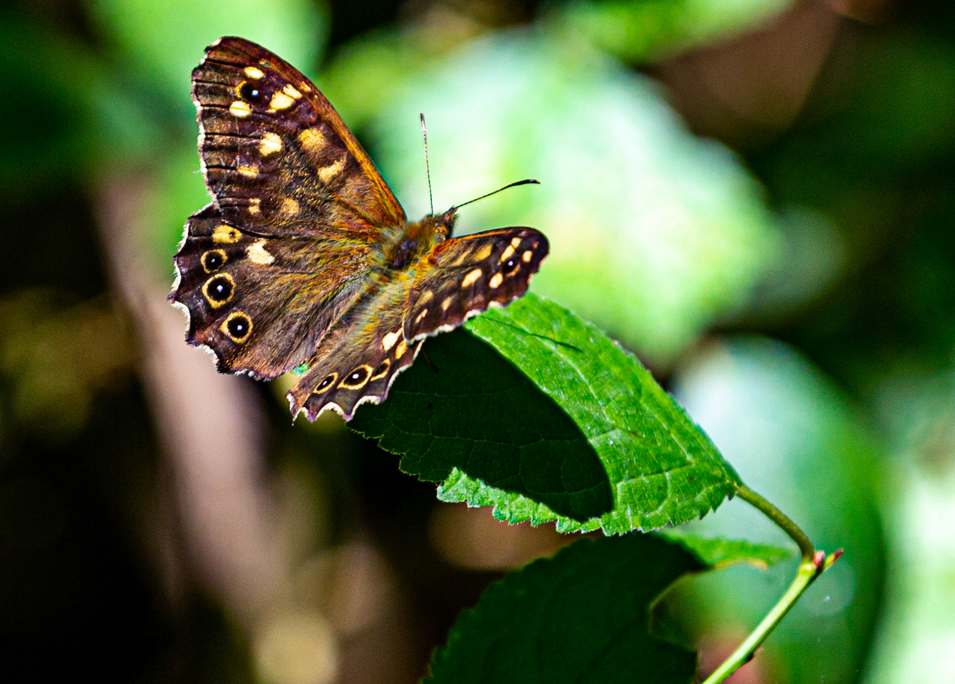 Newtown IOW 14 July 2022