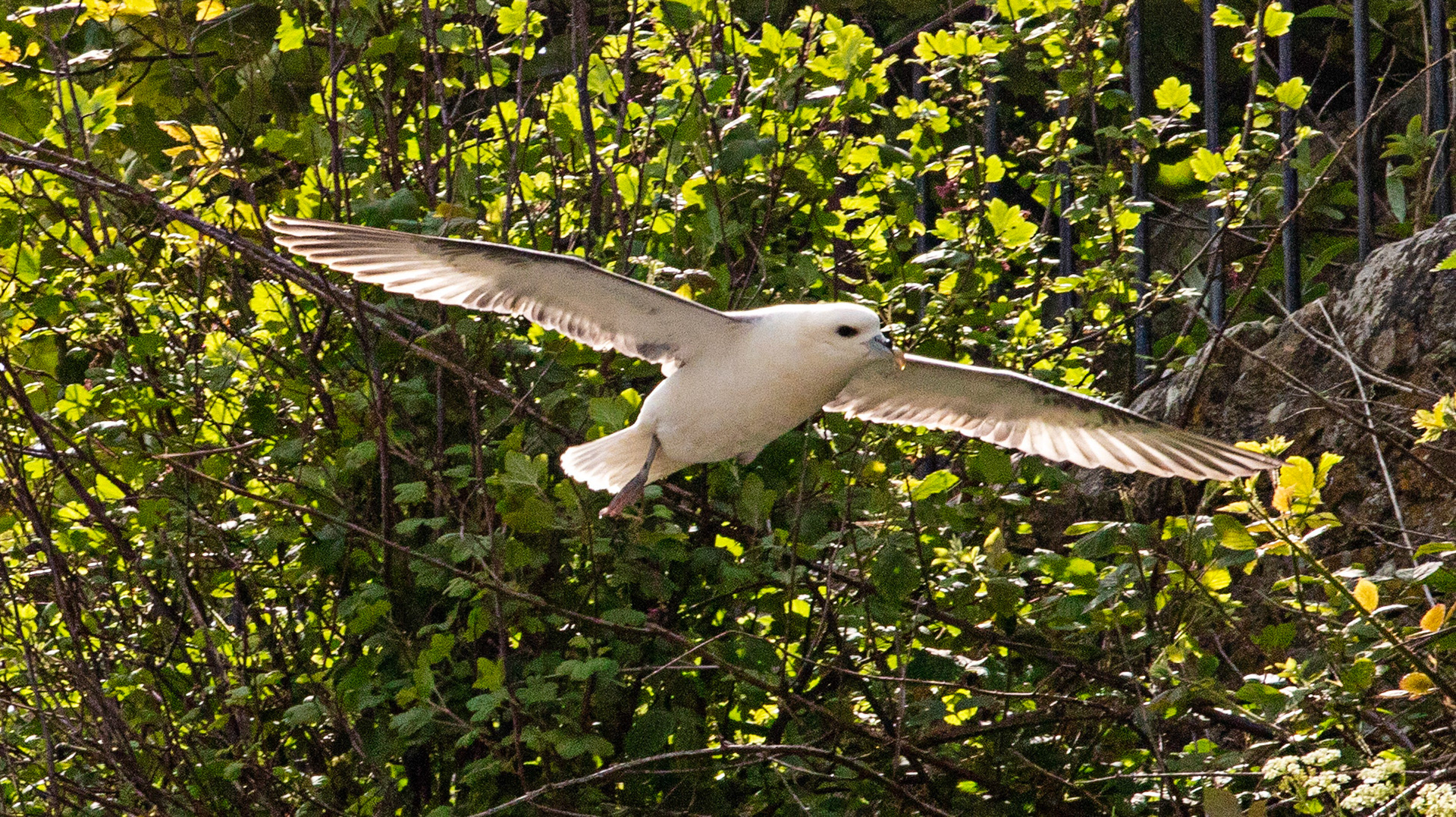Fulmar at Dysart 25 May 2024