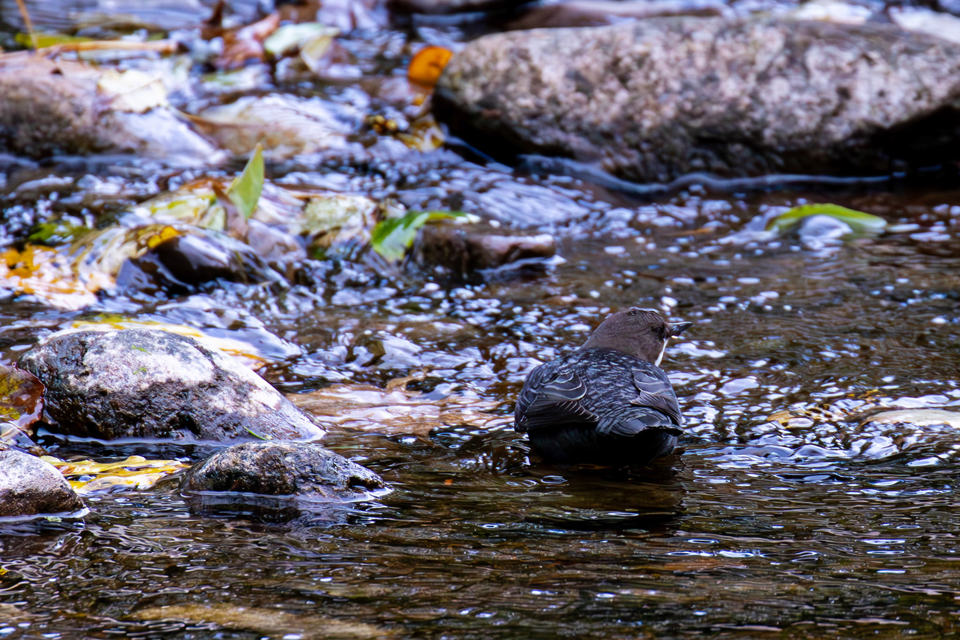 Largs 08 October 2024