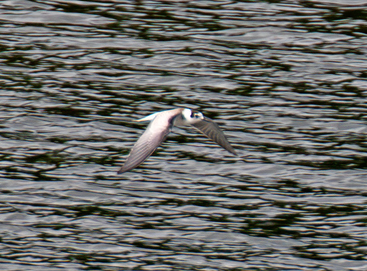 Black Tern (Chlidonias niger) - Peso da Régua 25 August 2026