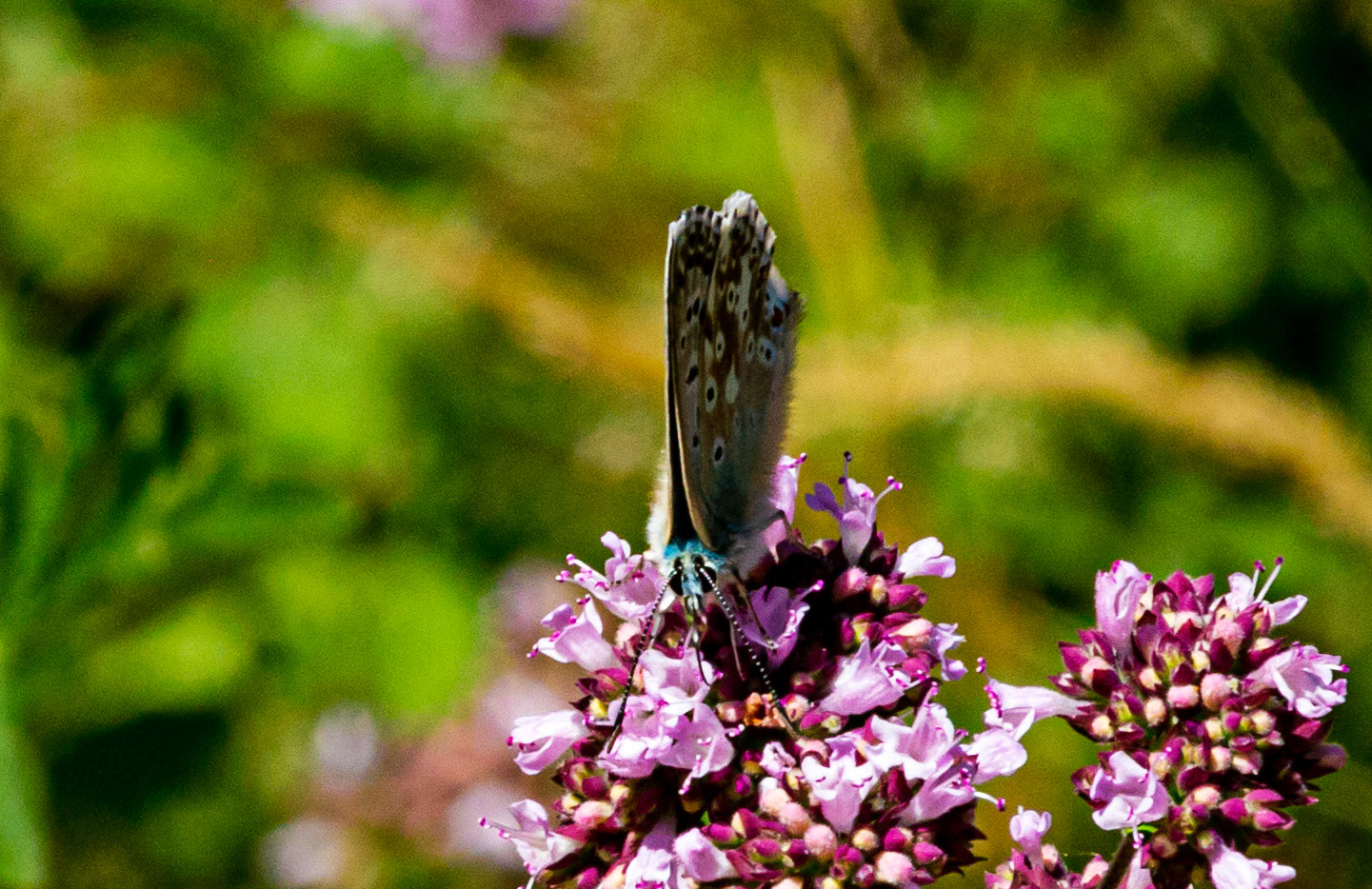 Mottistone IOW 16 July 2022