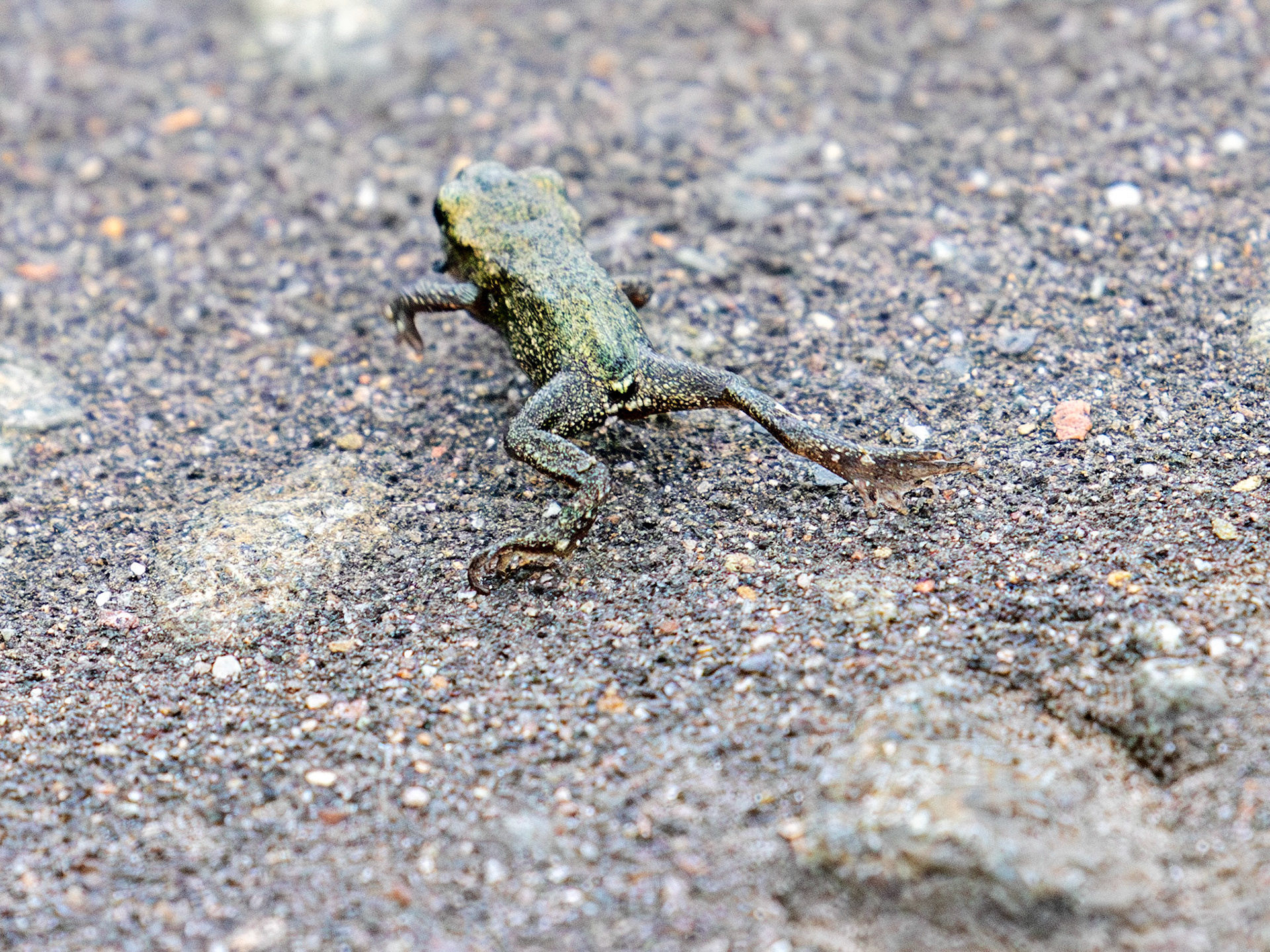 Common Frog - Harperrig 22 June 2025
