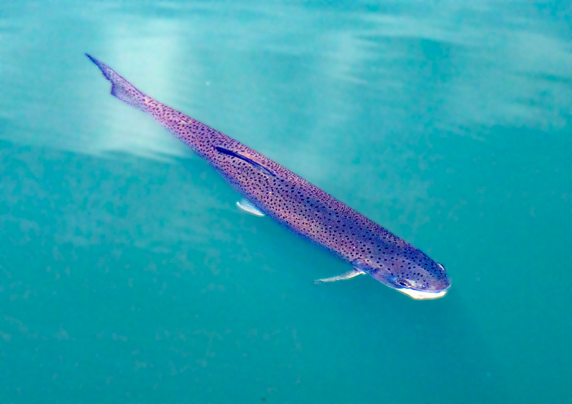 Kinross Fishery 11 May 2024