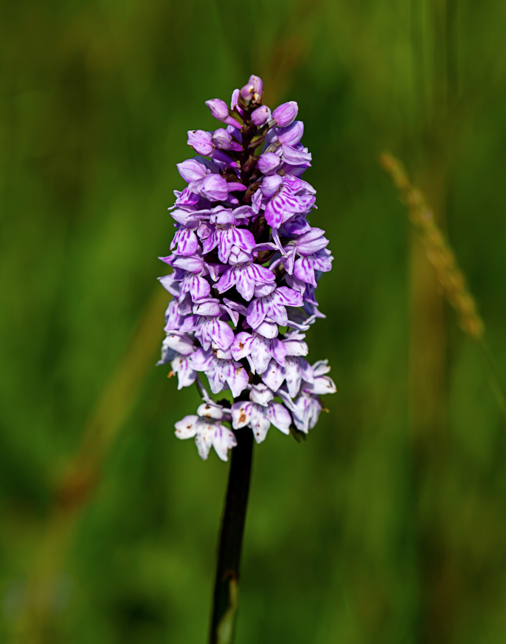 Common Spotted Orchid (Dactylorhiza fuchsii) Blawhorn Moss 16 July 2026