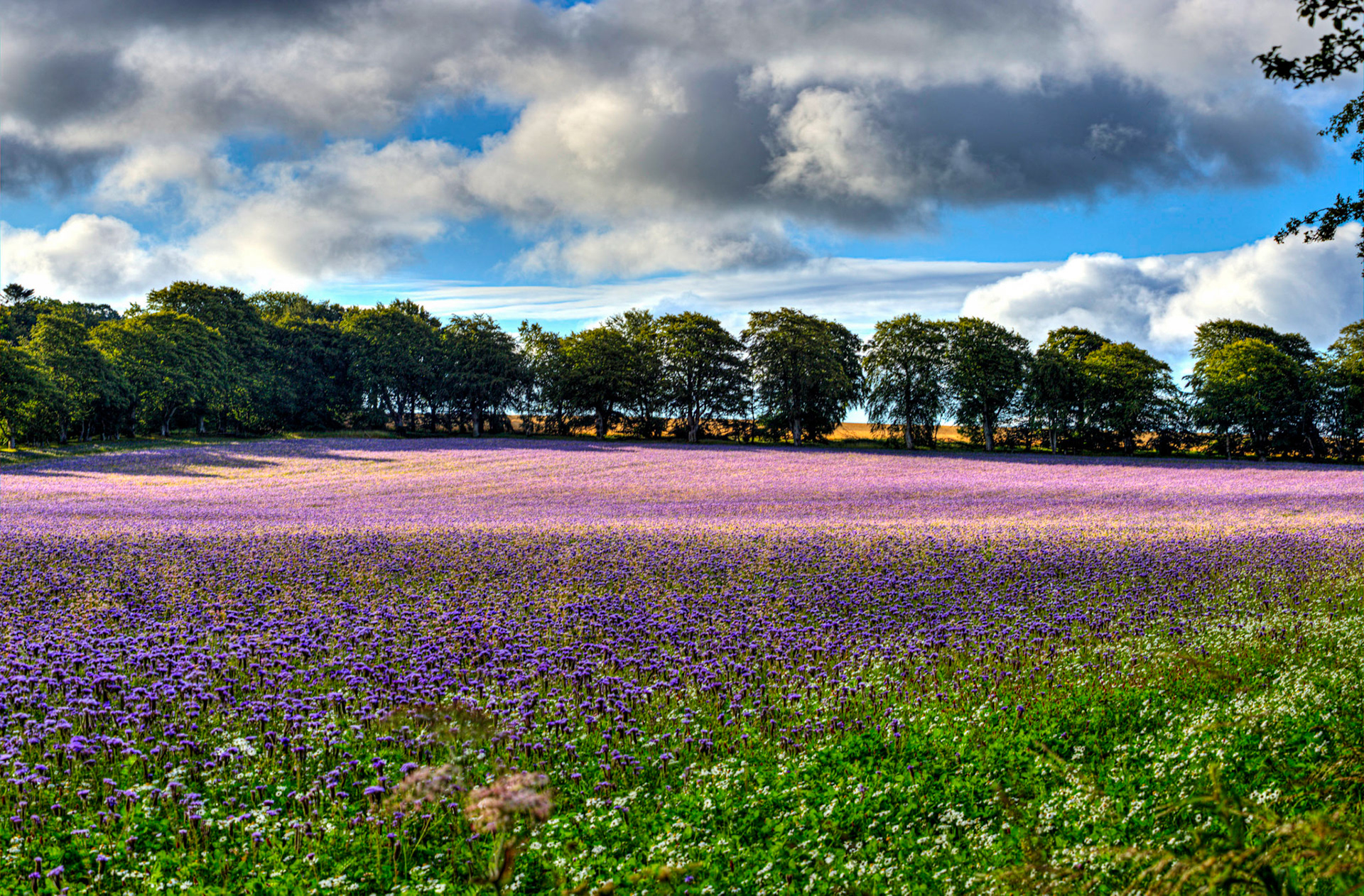 Crops in field at Whiteburn 17 July 2023