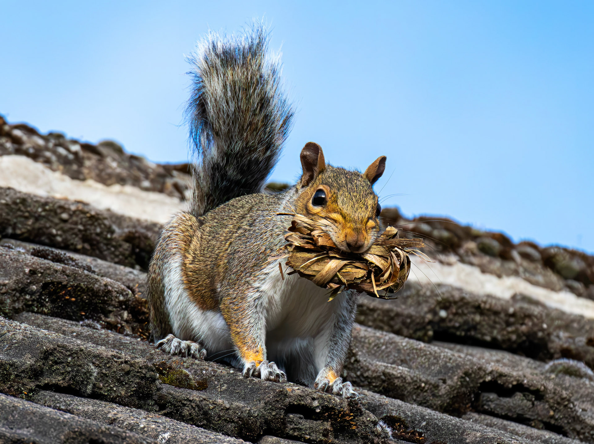 Grey Squirrel with nest materials - Deans 31 July 2026
