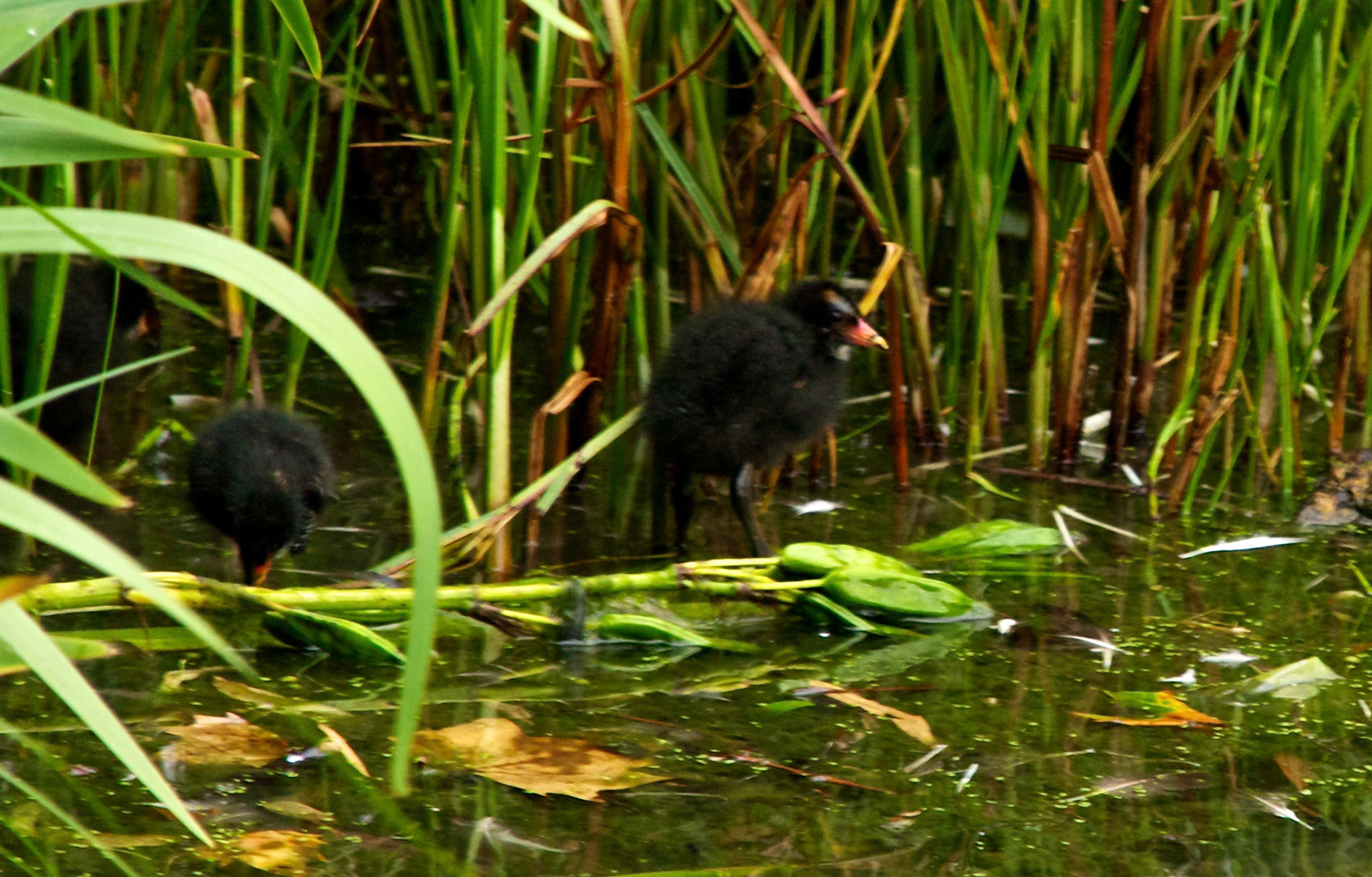 LondonPlease see my other Photographs at: http://www.jamespdeans.co.uk/