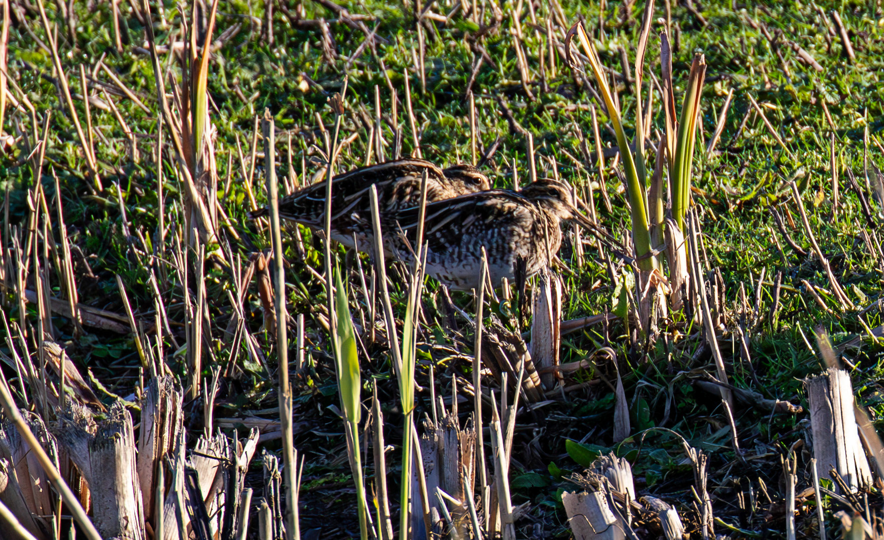 Snipe at Titchfield  Haven 02 January 2025