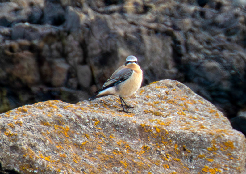 Wheatear at Barns Ness 25 Sept 2024