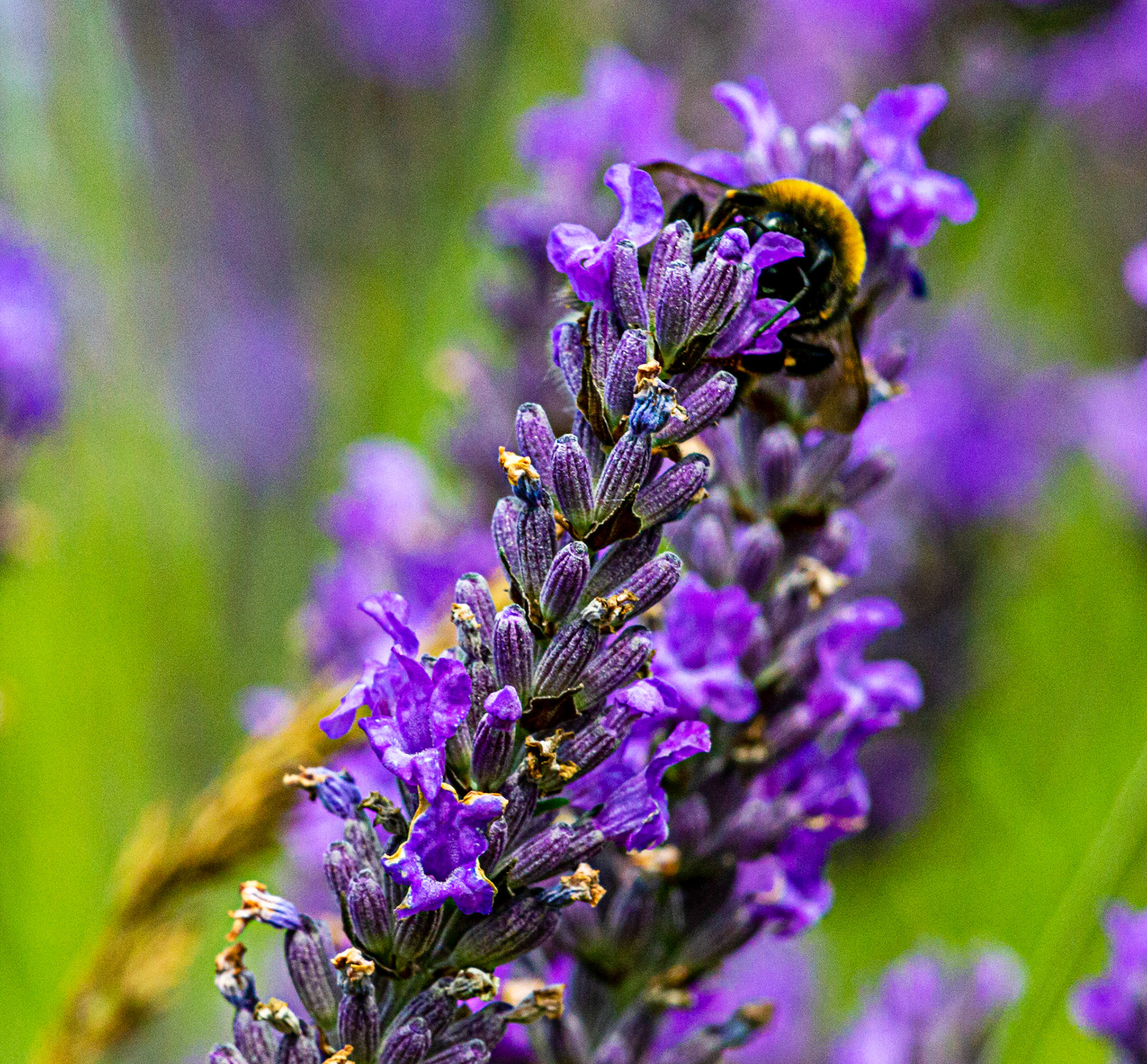 I spent an amazing few hours at Scottish Lavender Oils. They are so dedicated to nature and not to profit!