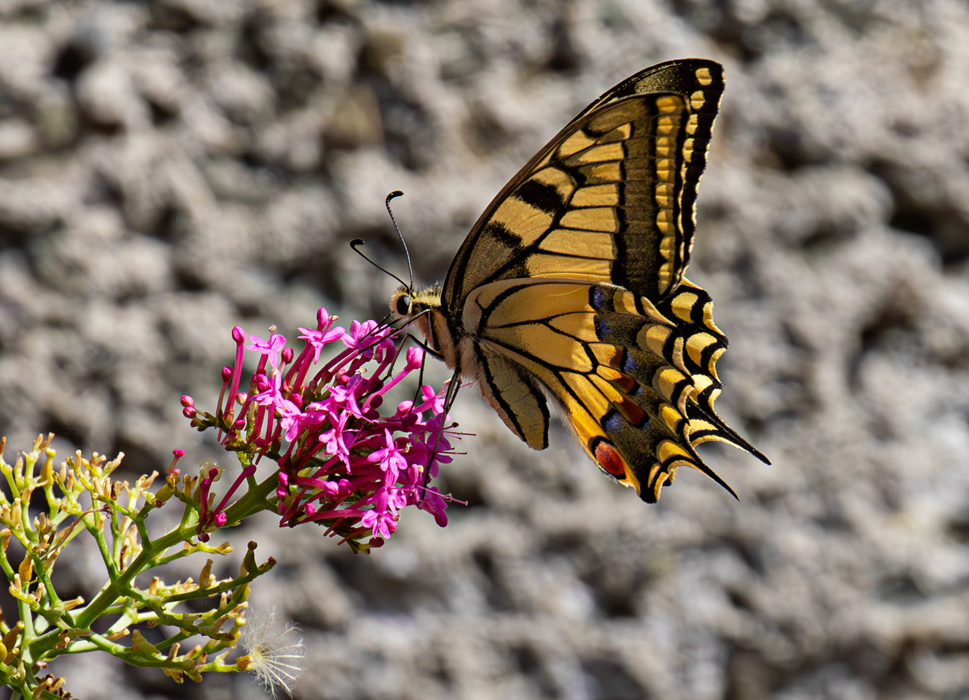 Swallowtail Butterfly - Riomaggiore 06 Sept 2025
