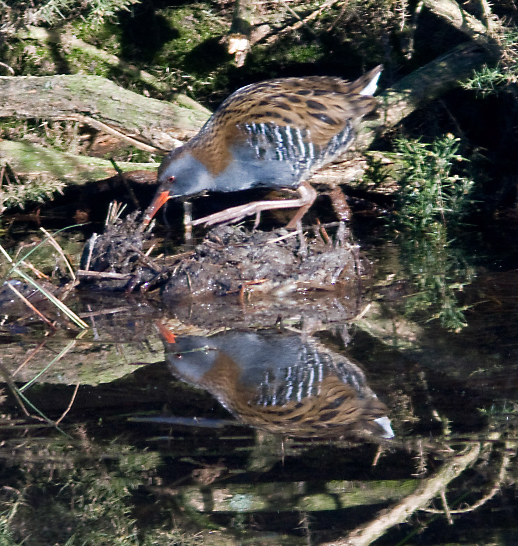 Loch LevenPlease see my other Photographs at: http://www.jamespdeans.co.uk/