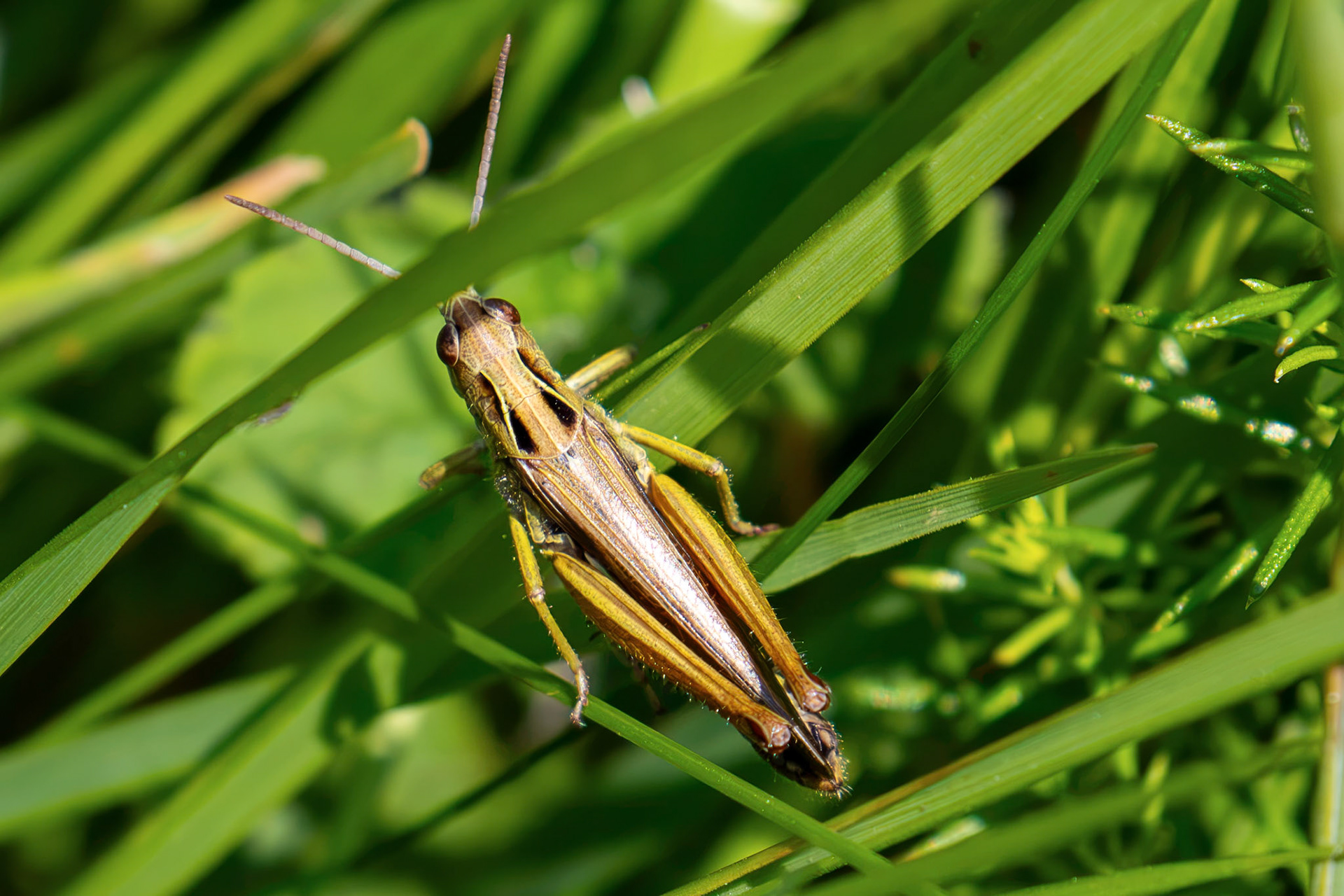 Grasshopper - Harperrig Reservoir 17 July 2026