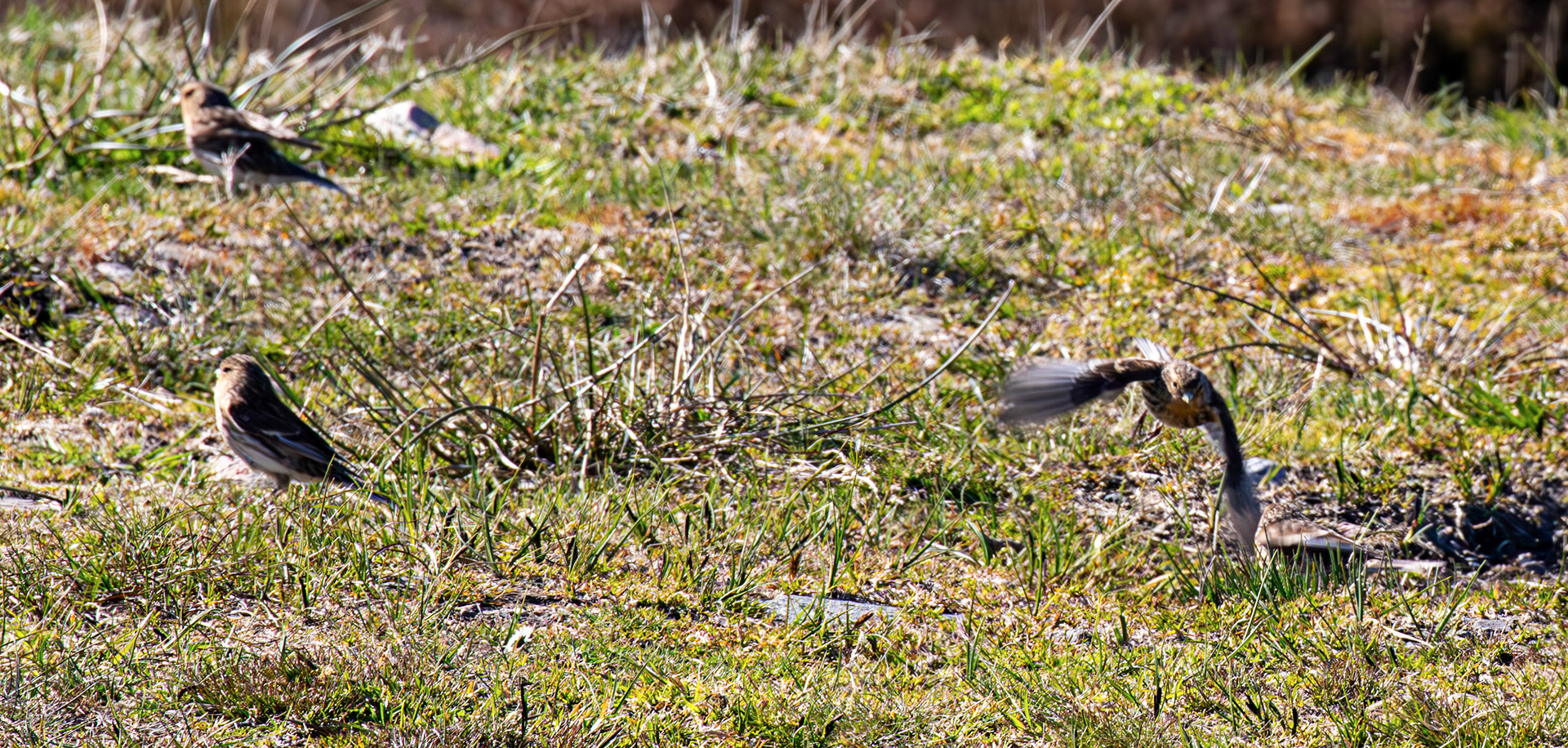 Twite - Loch Crocach 30 April 2026
