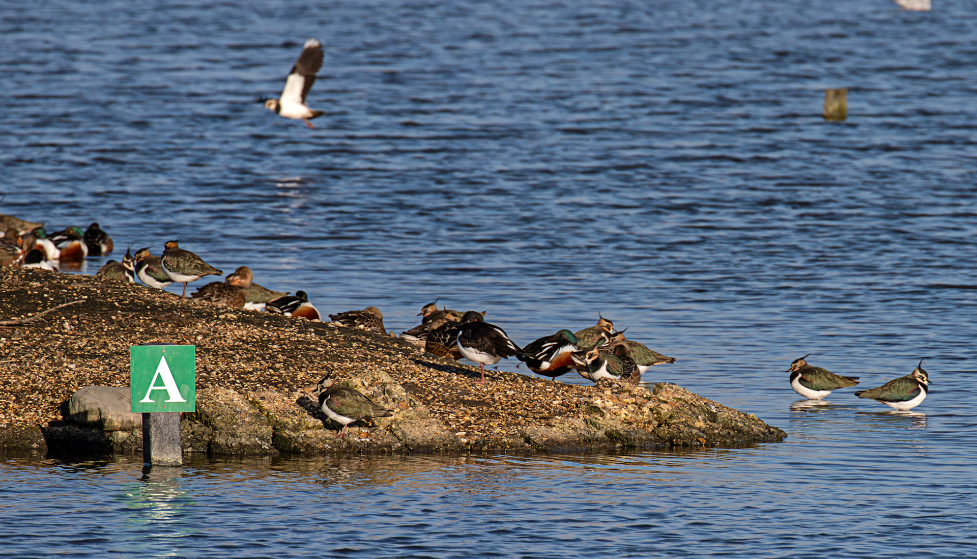 Lapwing &amp; Shoveller at Titchfield Haven 02 January 2025