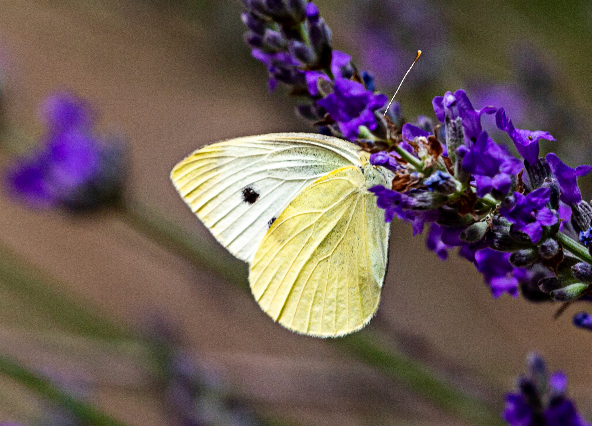 Butterflies in Siena Botanics 19 June 2024
