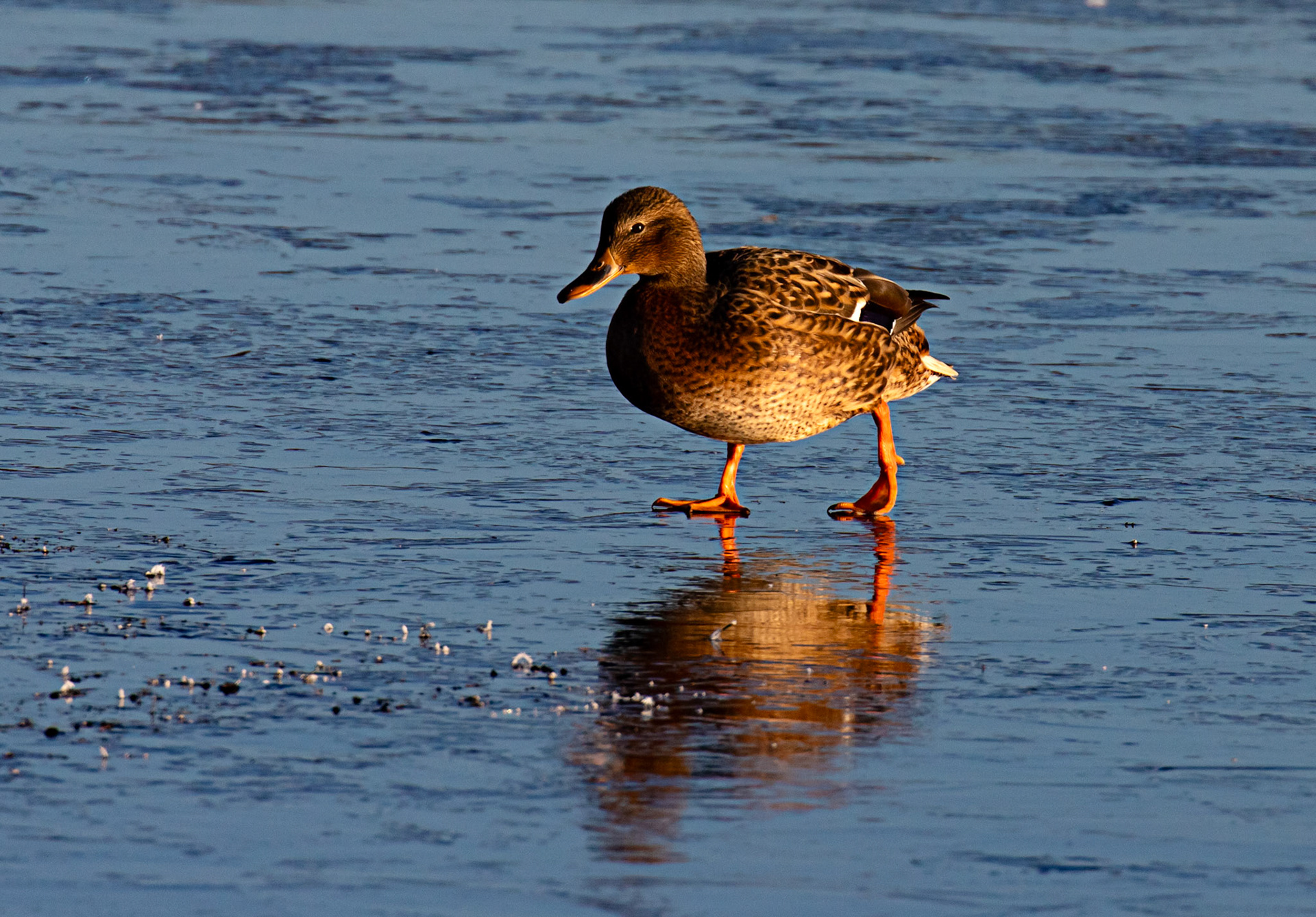 Mallard at Broadwood Loch 10 January 2025