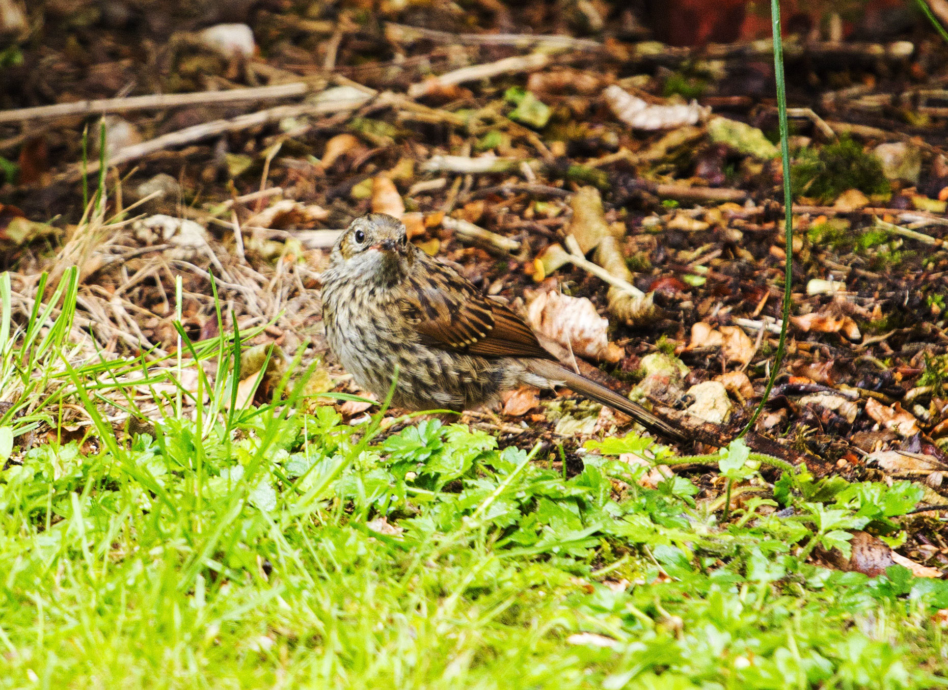 DunnockPlease see my other Photographs at: http://www.jamespdeans.co.uk/