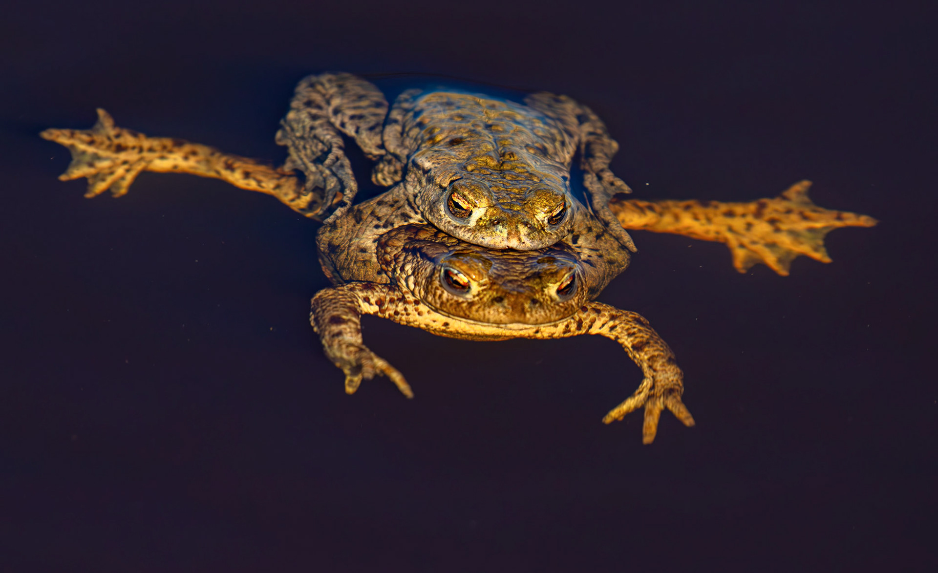 Common Toads mating at Black Devon Wetlands 20 March 2026