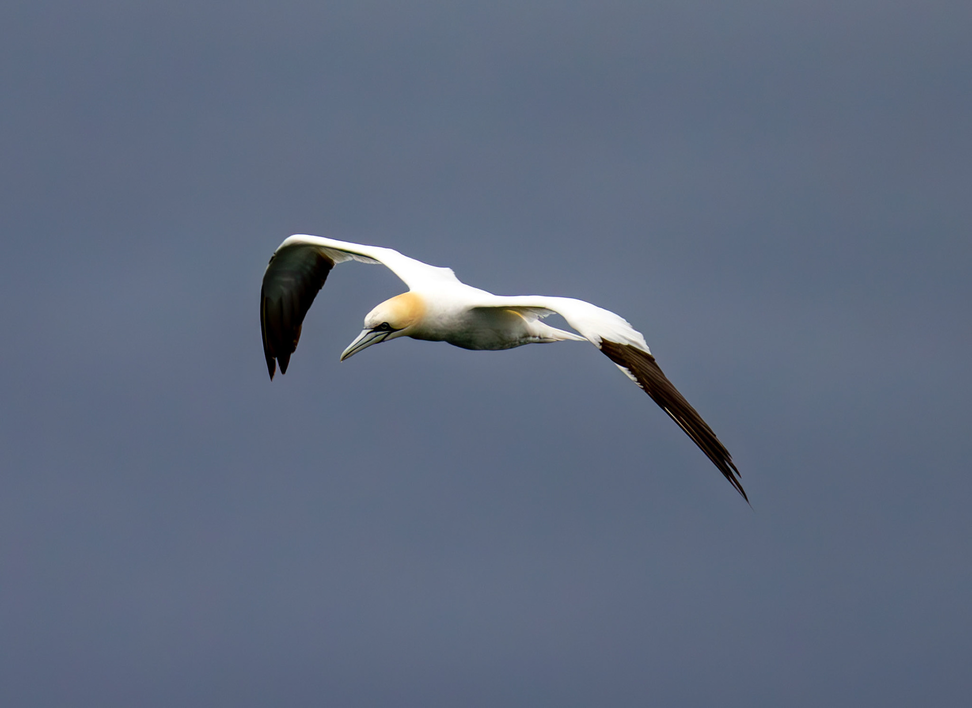 Gannets at North Berwick 14 Sept 2024