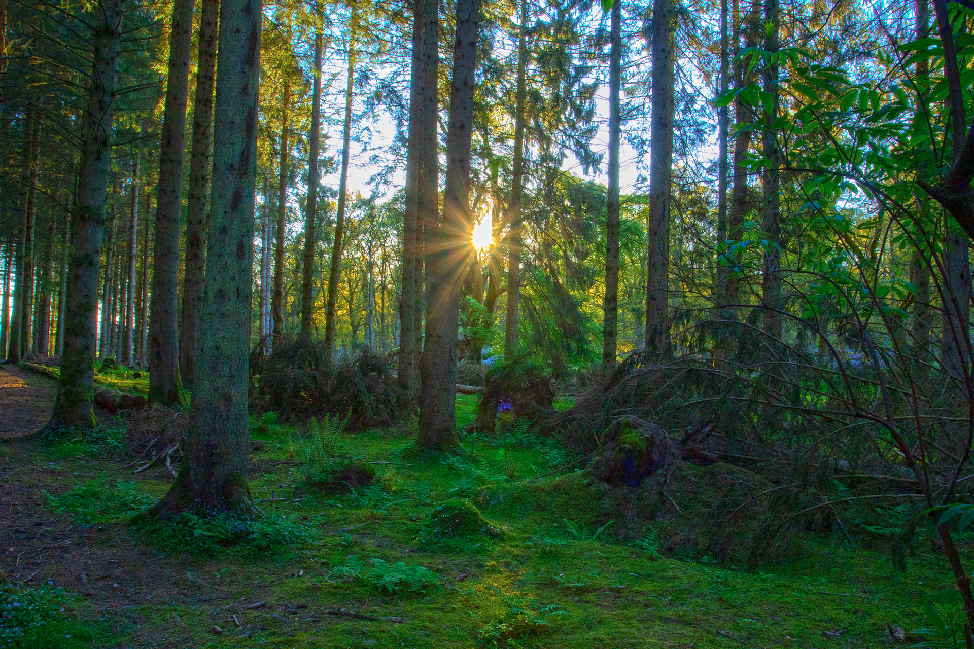 Kinclaven Bluebell Woods 16 May 2026