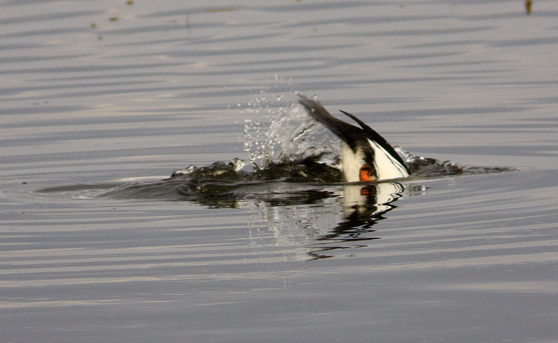 Vane FarmPlease see my other Photographs at: http://www.jamespdeans.co.uk/