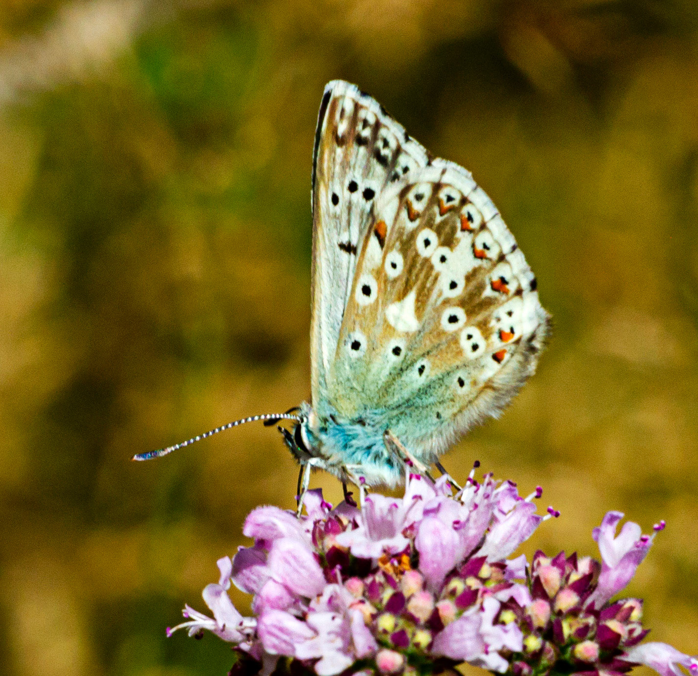 Mottistone IOW 16 July 2022