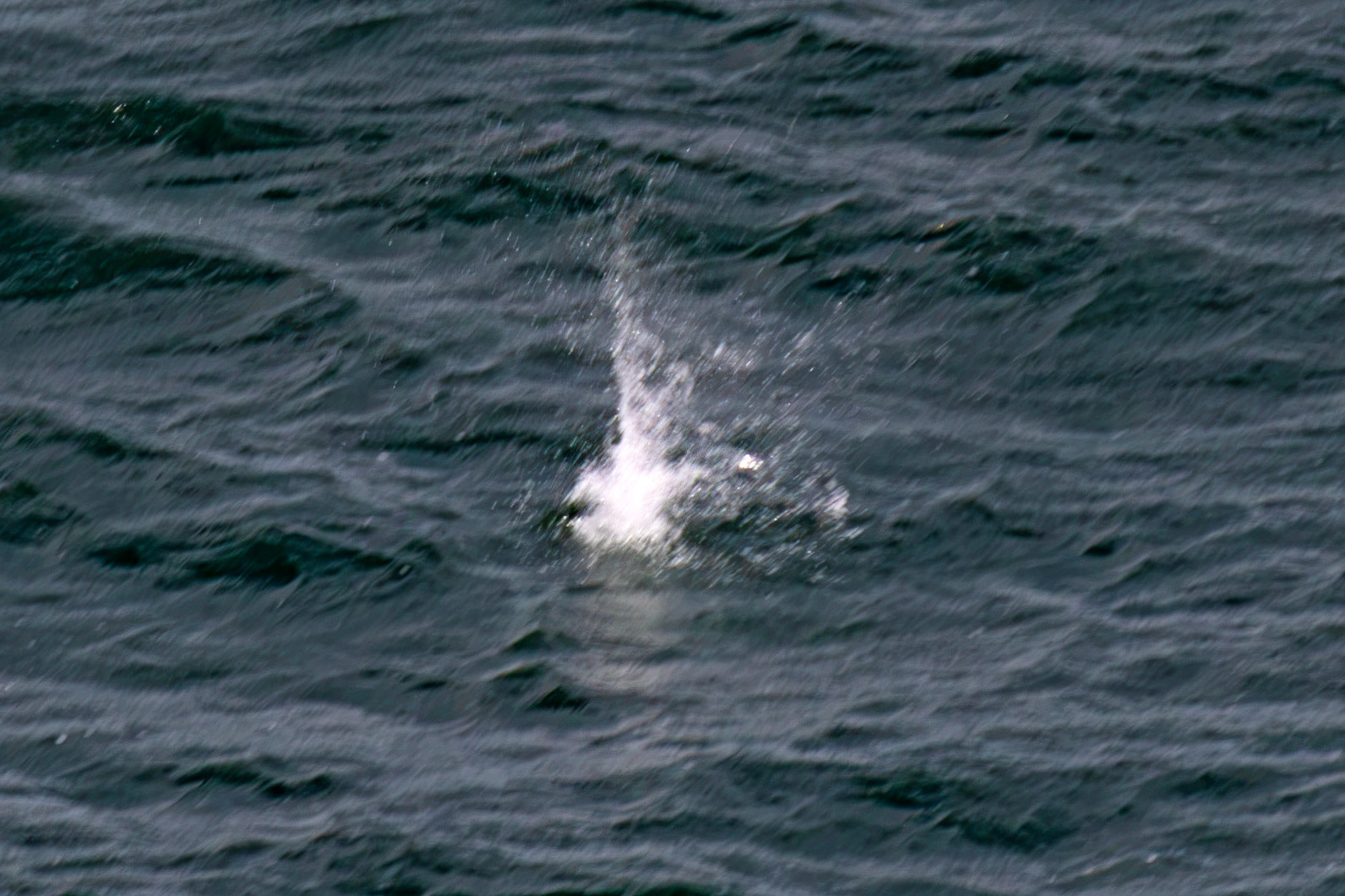 Northern Gannet under water - Tantallon Castle 04 July 2026
