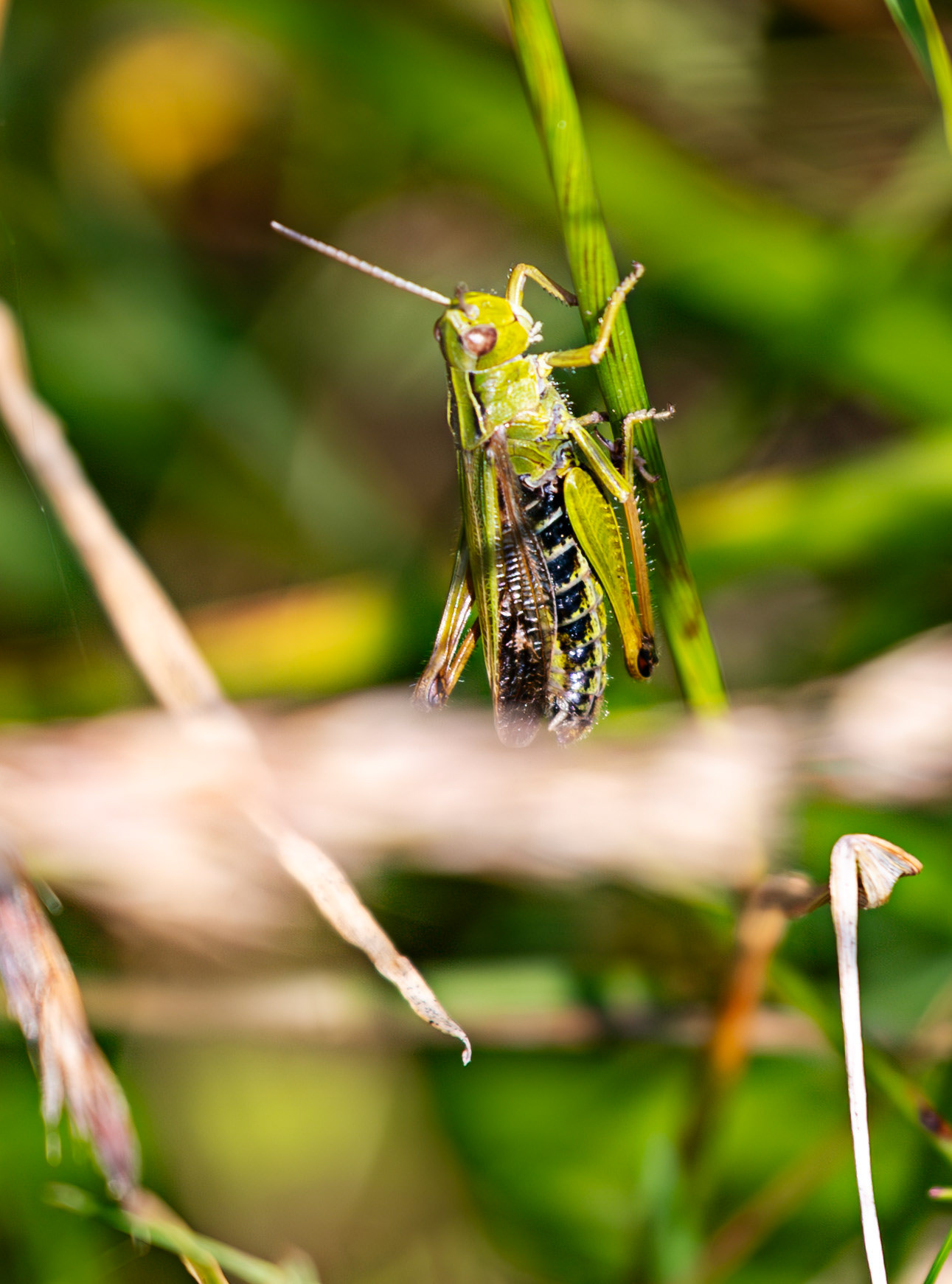 Harperrig 31 July 2024