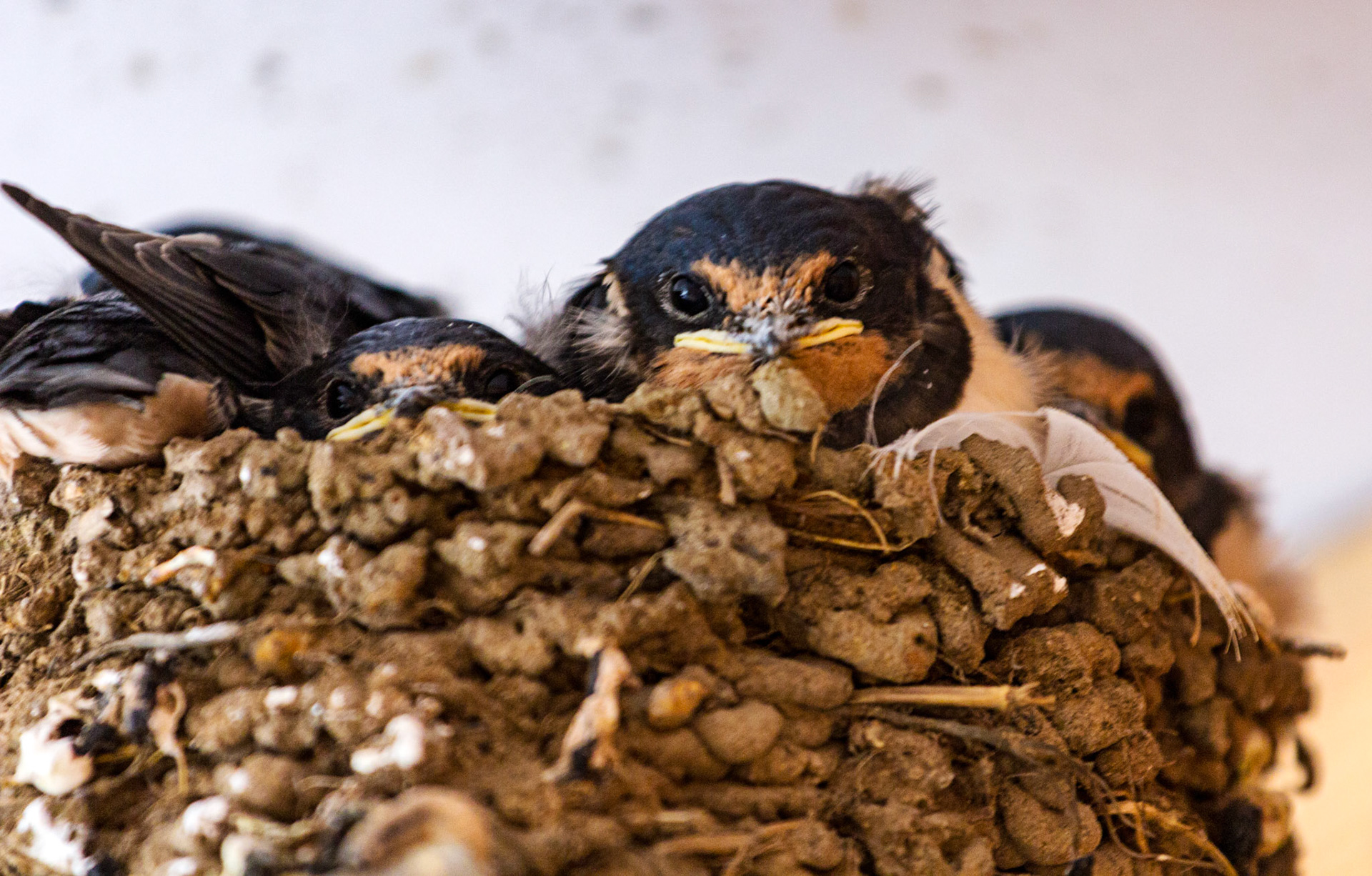 Barn Swallows at Loch of Strathbeg, Aberdeenshire Please see my other Photographs at: www.jamespdeans.co.uk