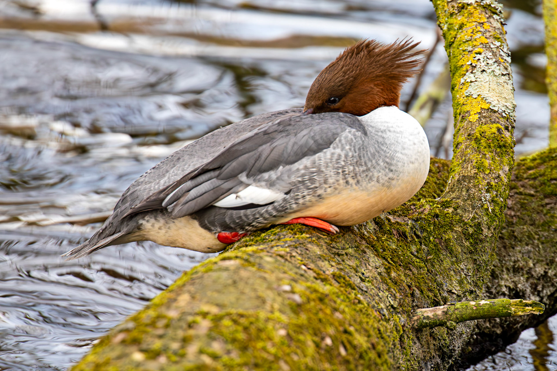 Goosander at Linlithgow Loch 22 March 2025