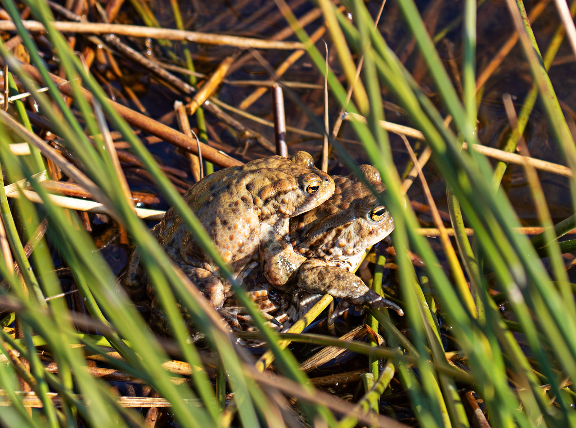 Common Toads mating at Black Devon Wetlands 20 March 2026