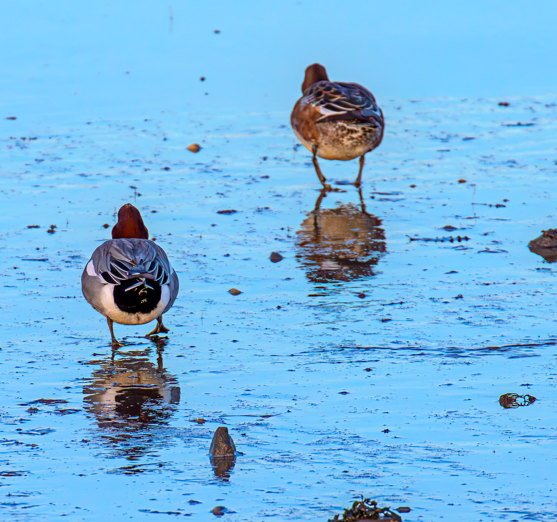 Wigeon at Aberlady, East Lothian - 05 February 2025