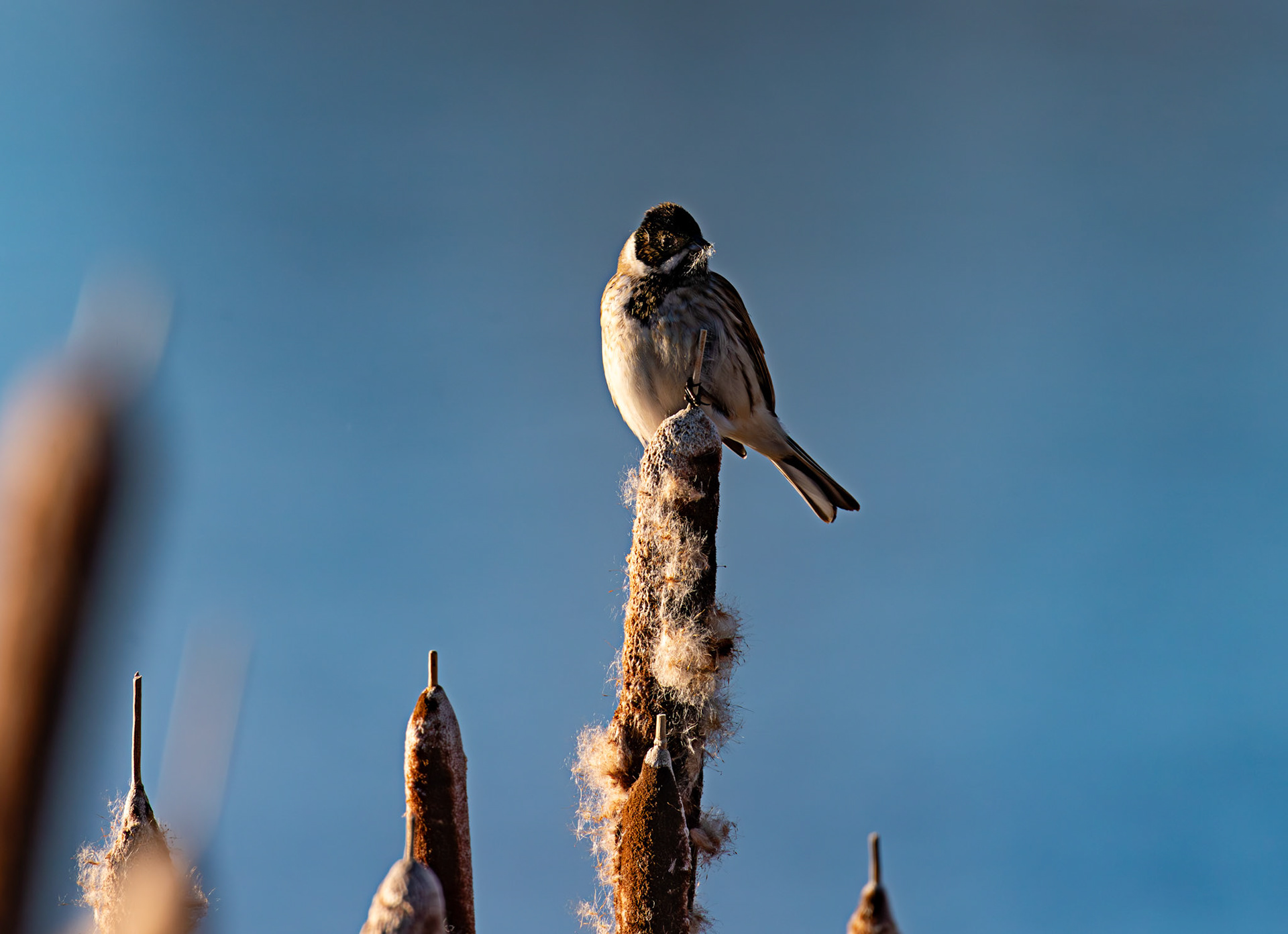 Reed Bunting on Reeds at Letham Pools 08 January 2025