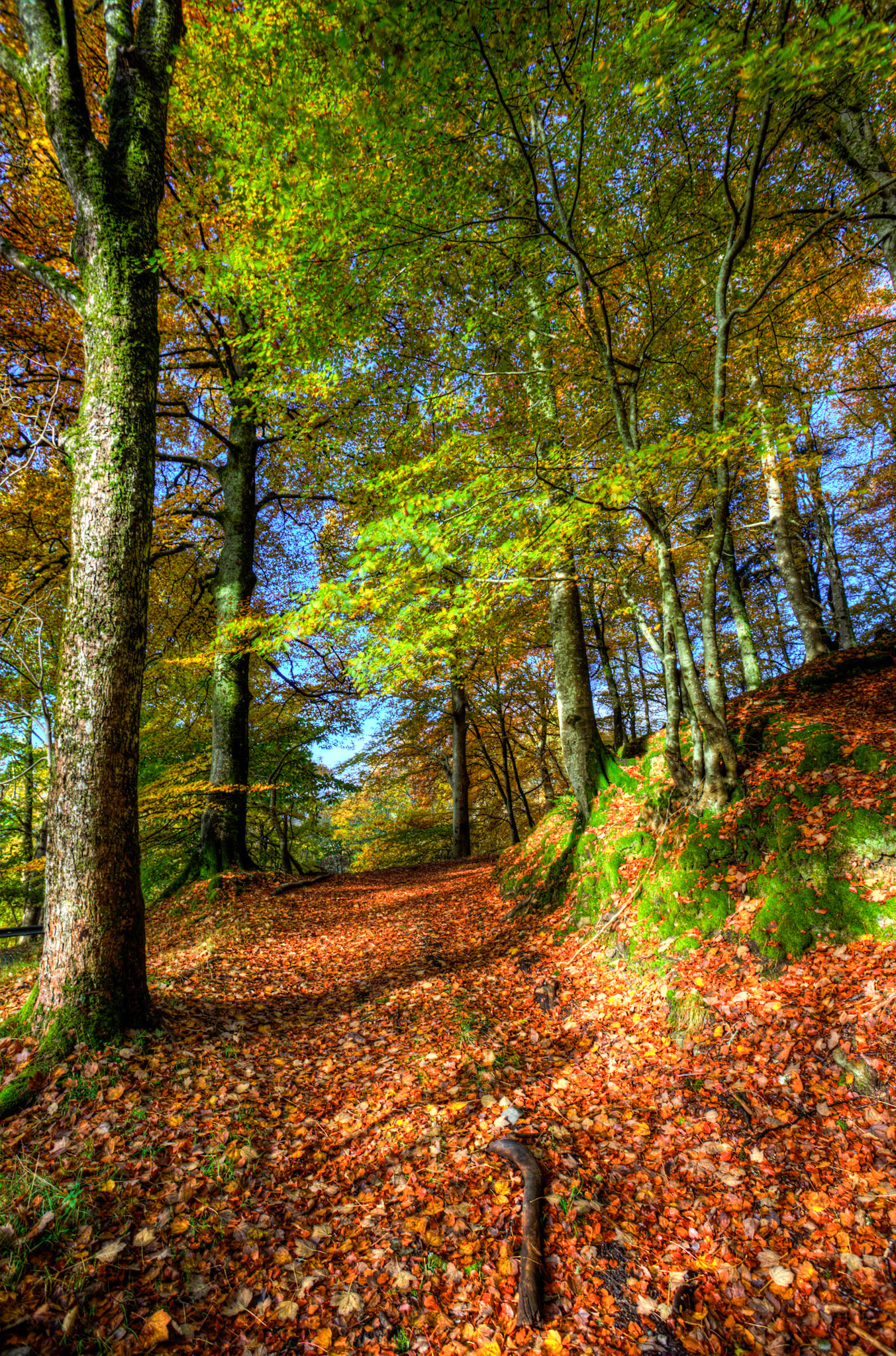 Dunkeld. Autumnal Tour around Perthshire 19 October 2024