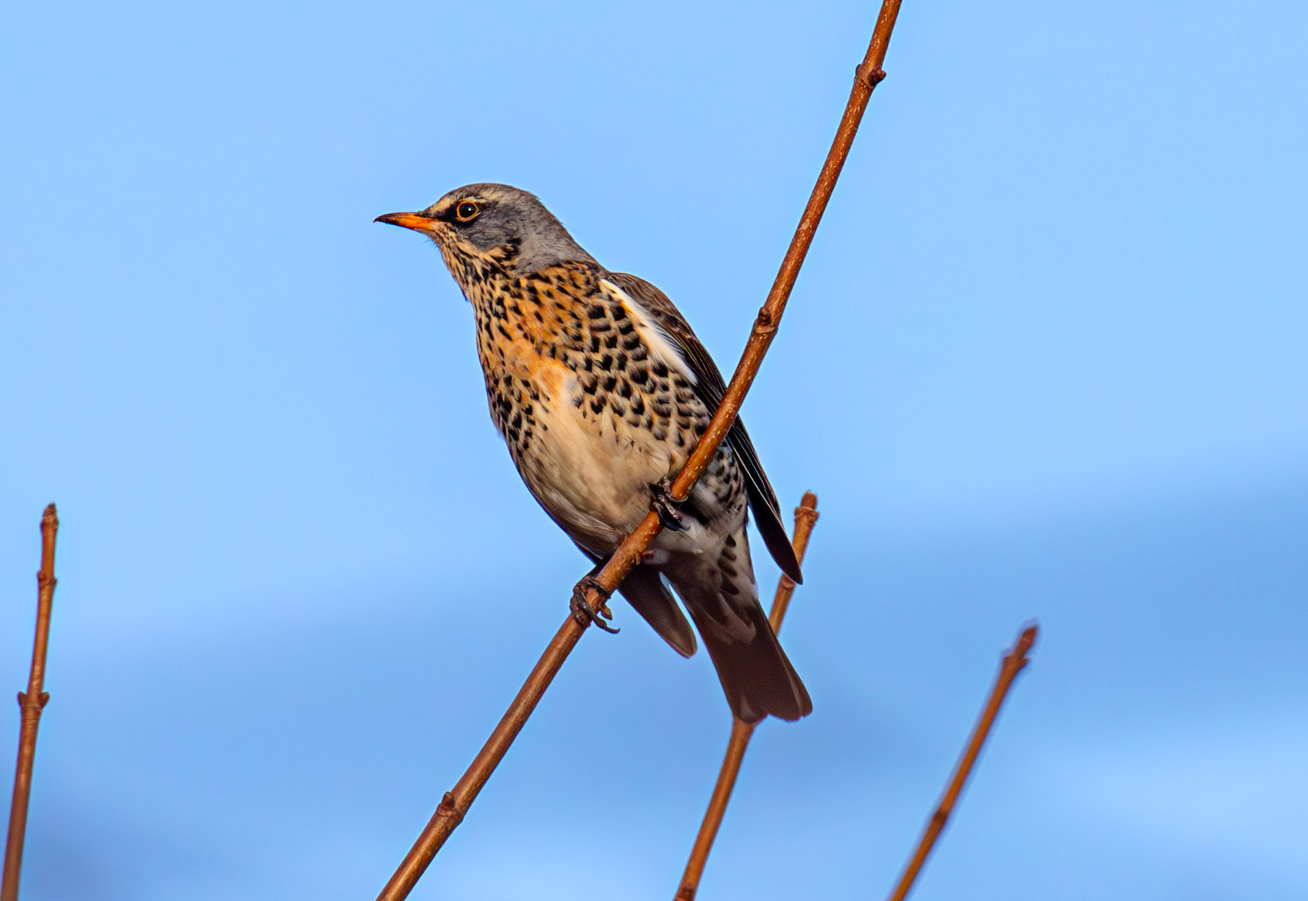 Fieldfare at Gullane, East Lothian - 05 February 2025