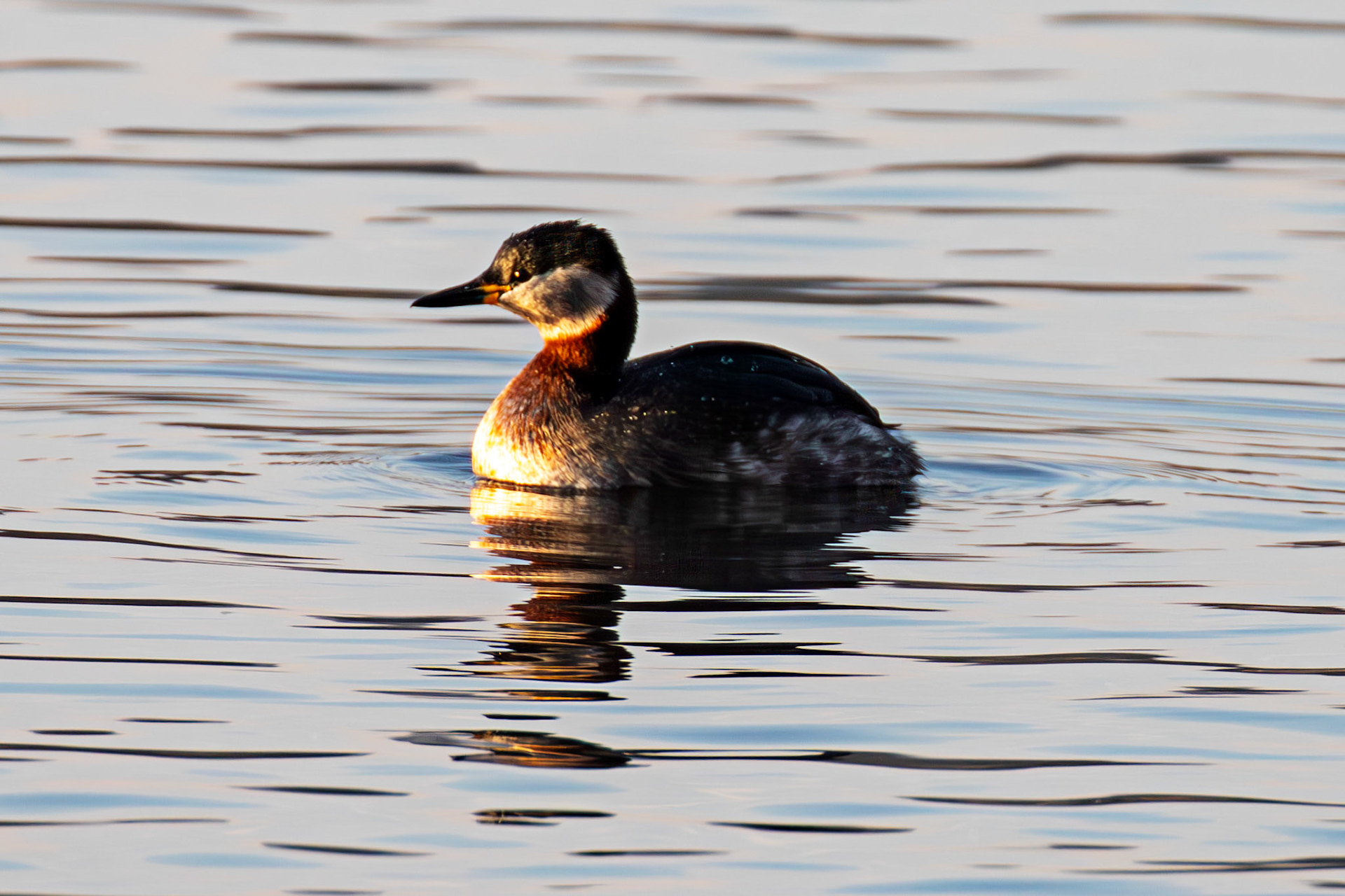 Red Necked Grebe at Hogganfield Loch 19 March 2025